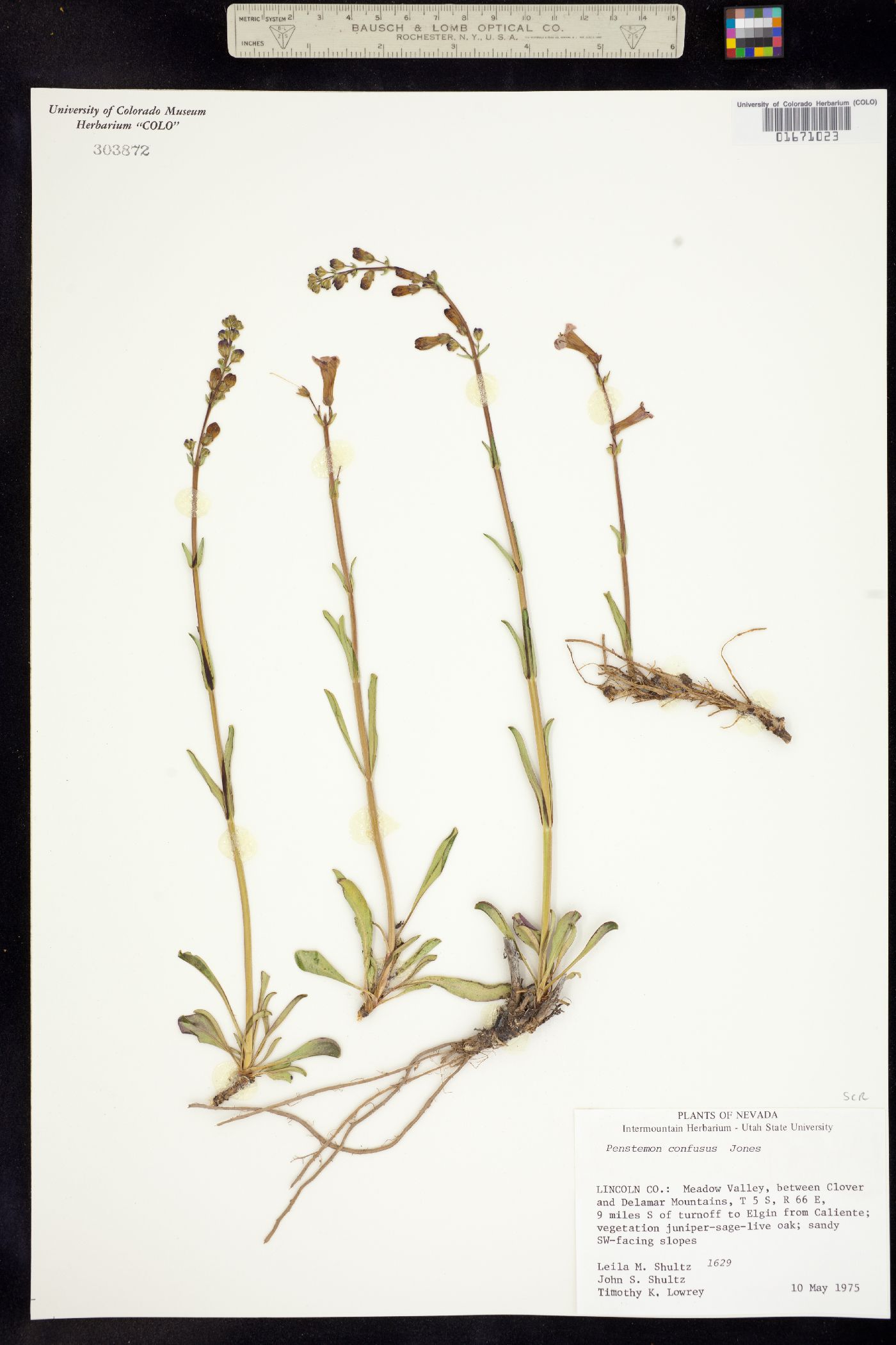Penstemon confusus image