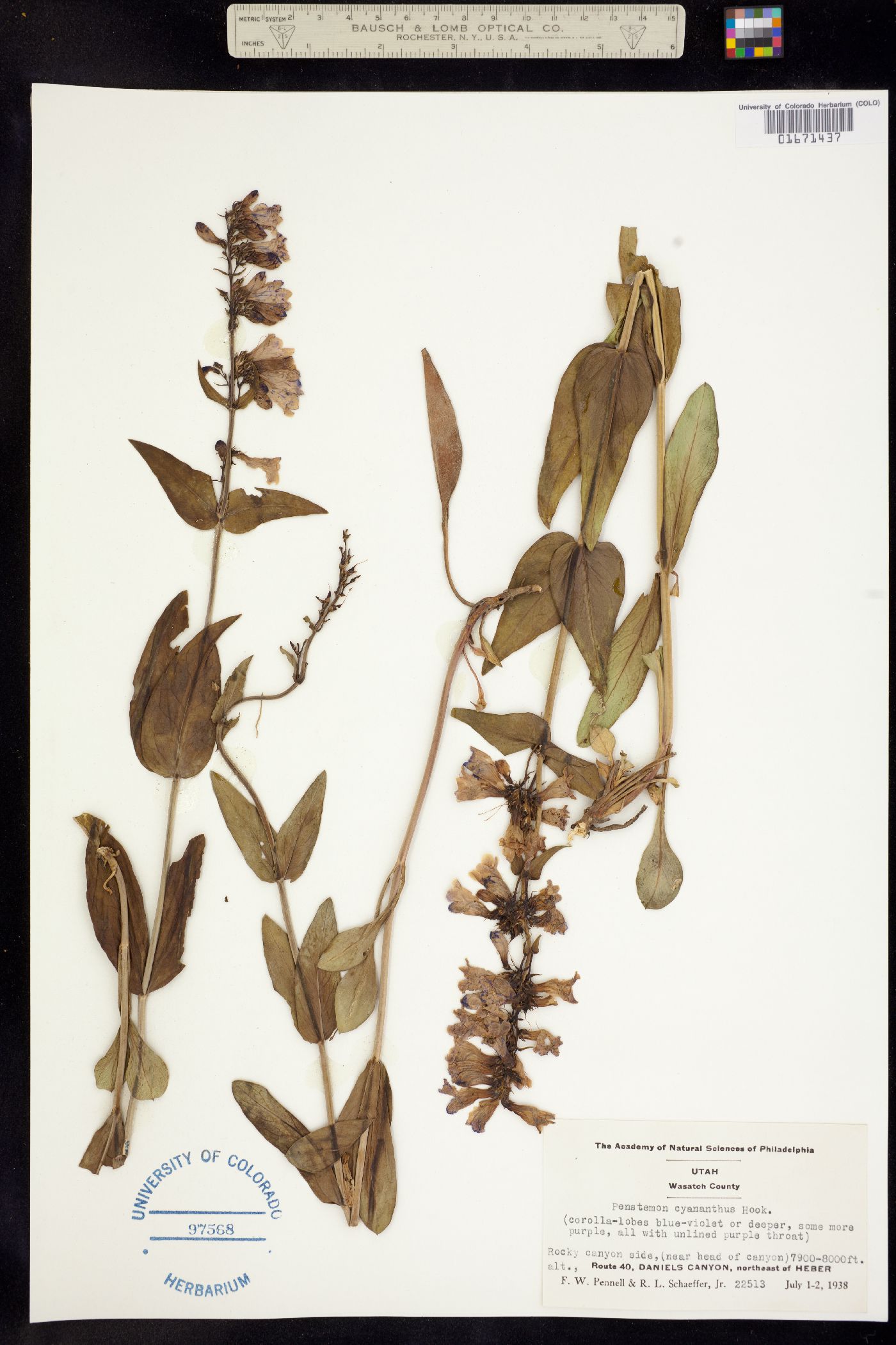 Penstemon cyananthus image