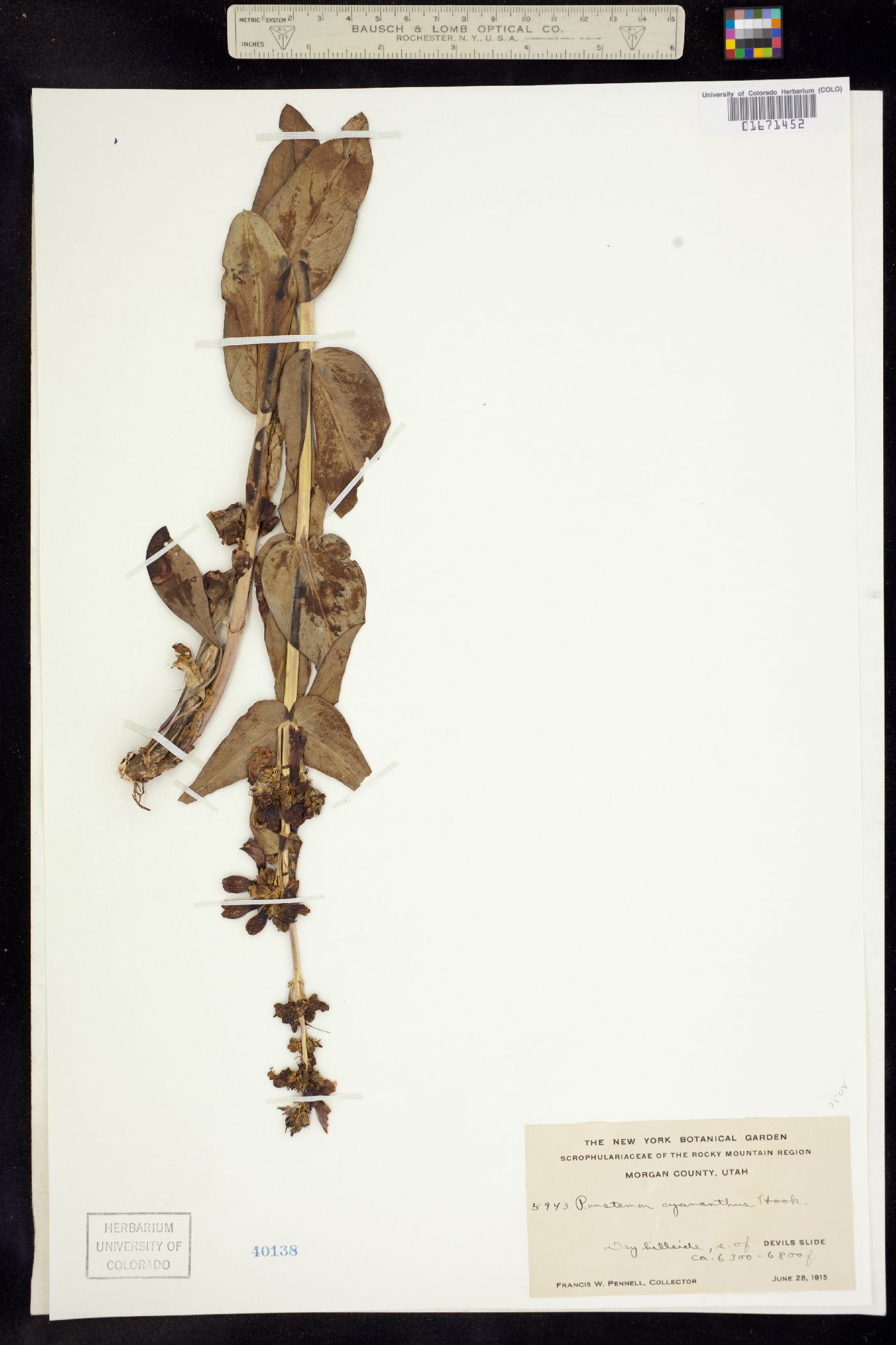 Penstemon cyananthus image