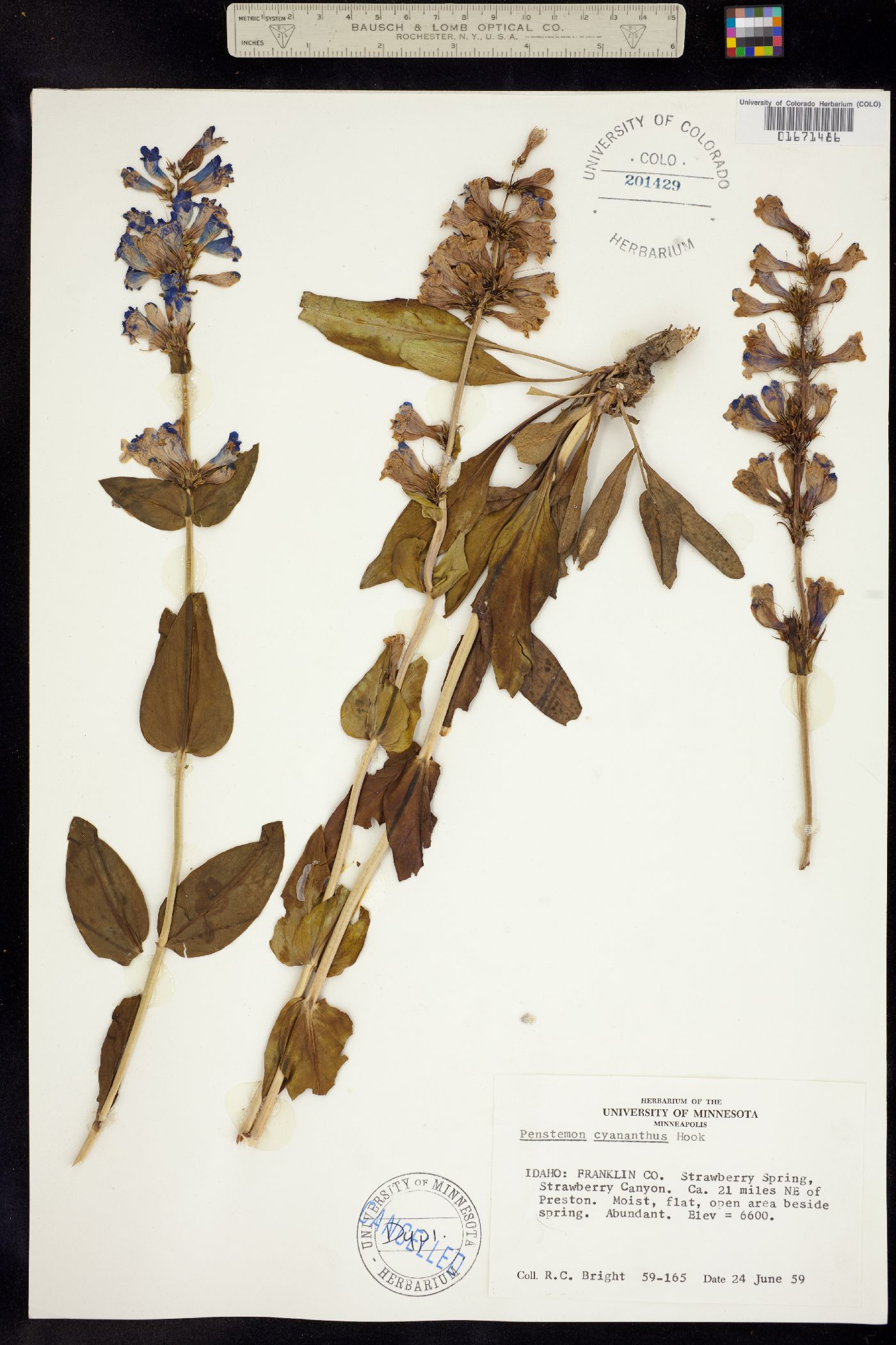 Penstemon cyananthus image