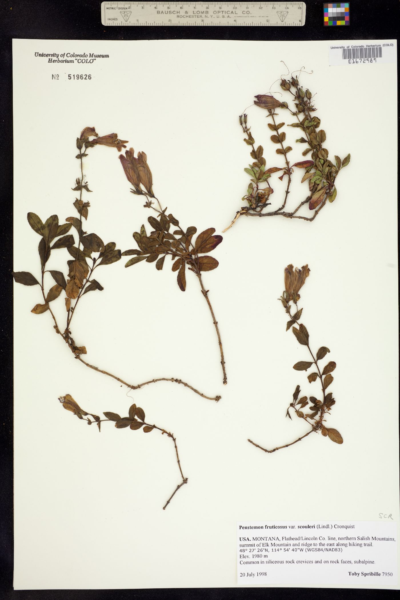 Penstemon fruticosus image