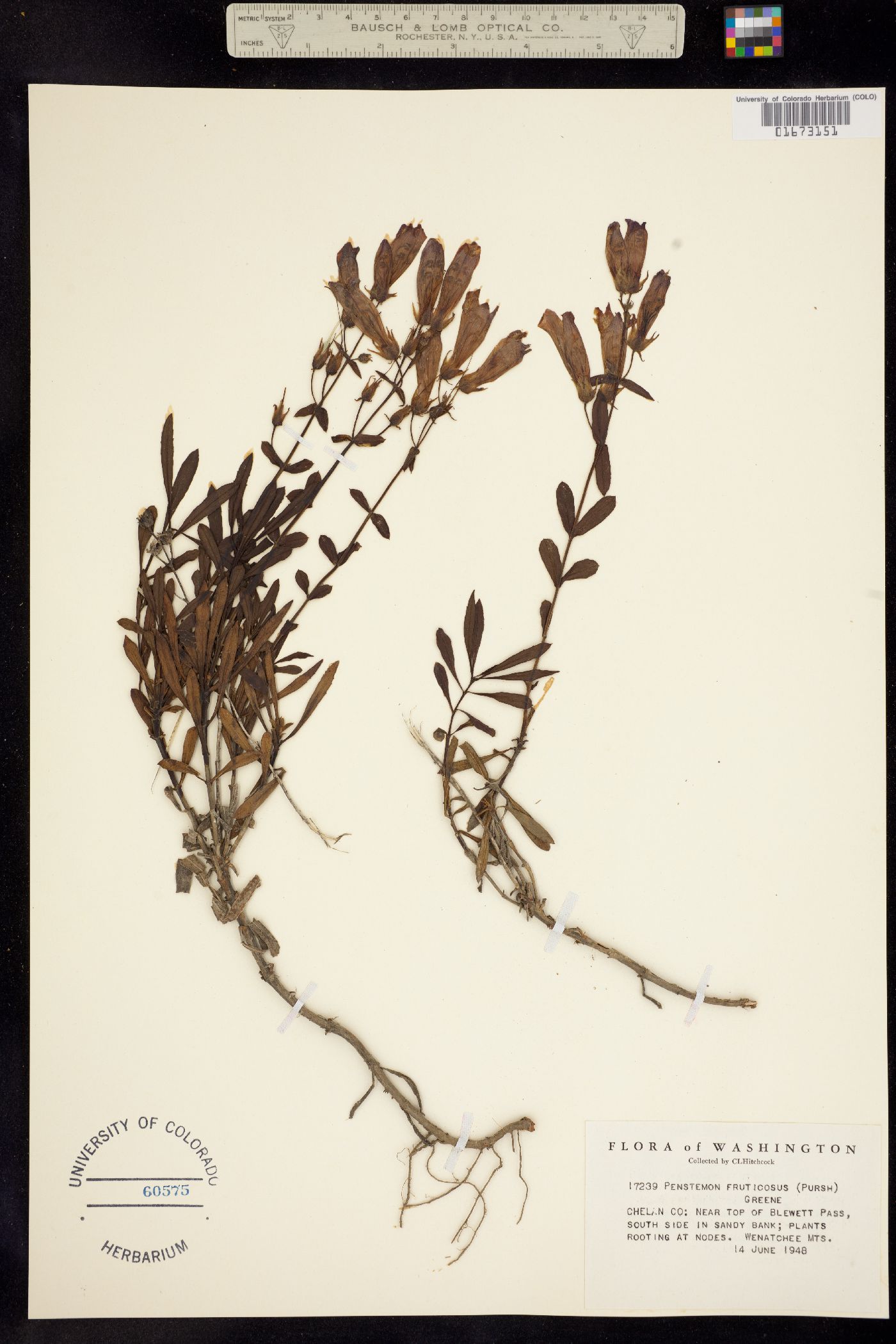 Penstemon fruticosus image