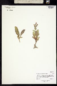 Image of Penstemon flowersii