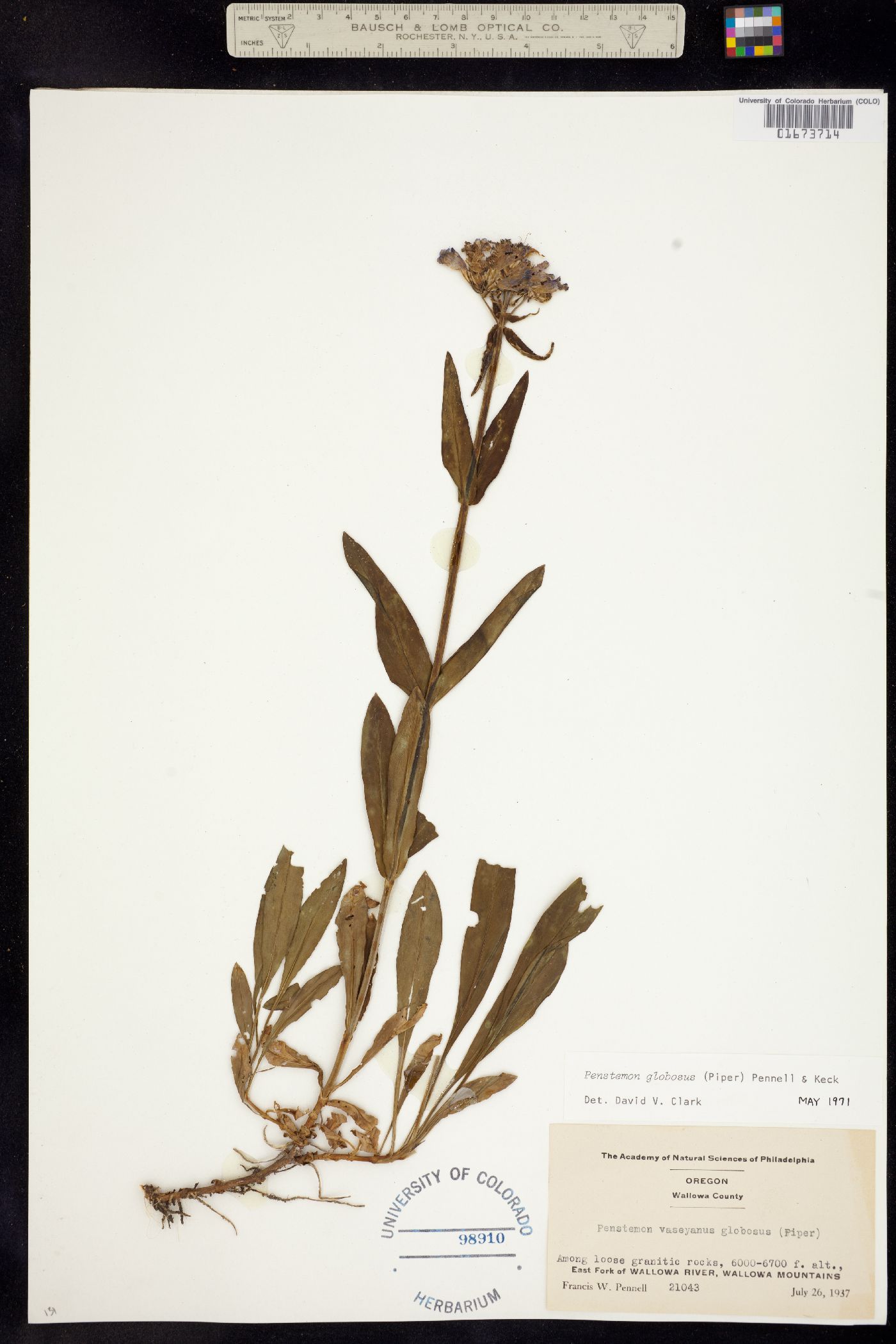 Penstemon globosus image