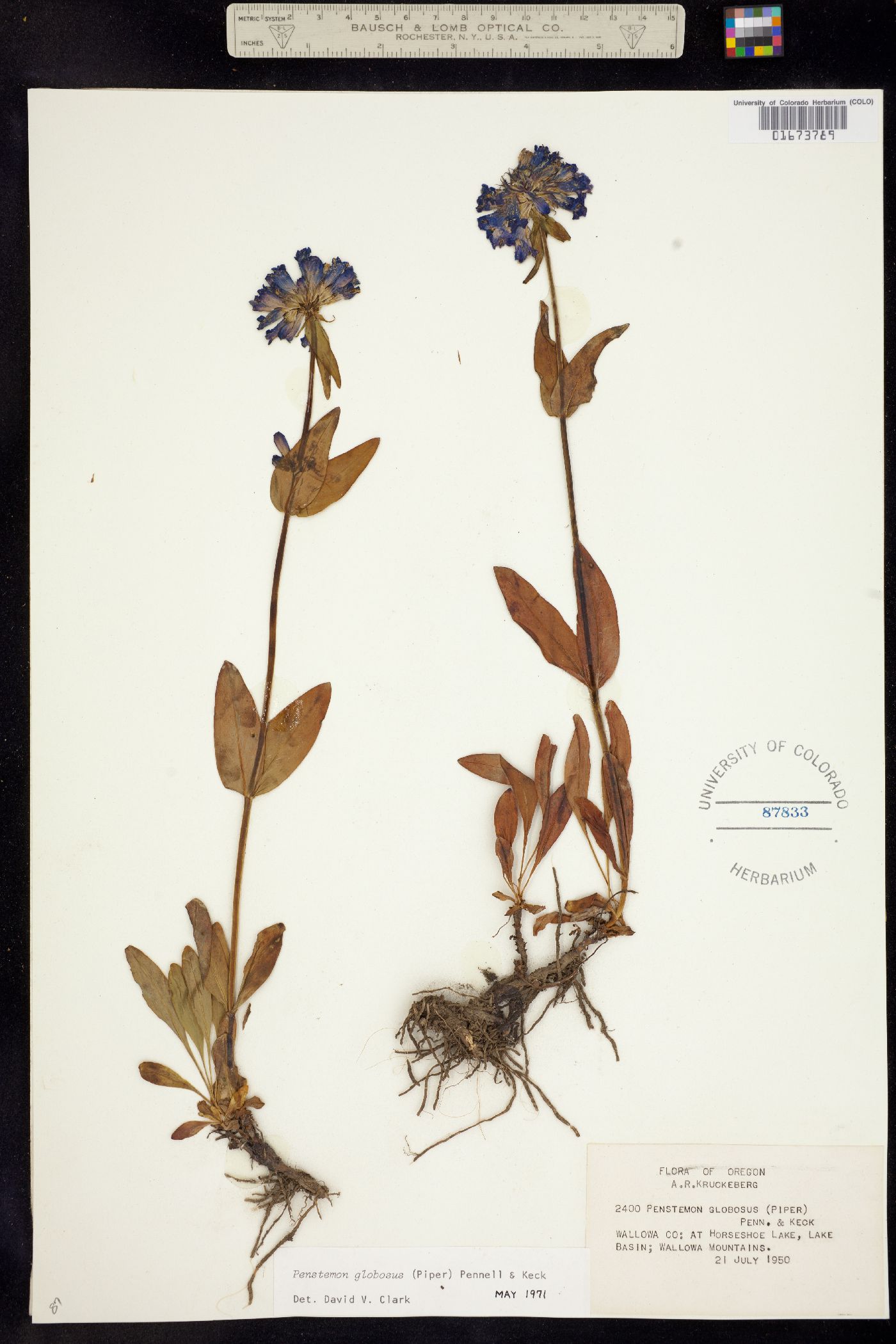 Penstemon globosus image