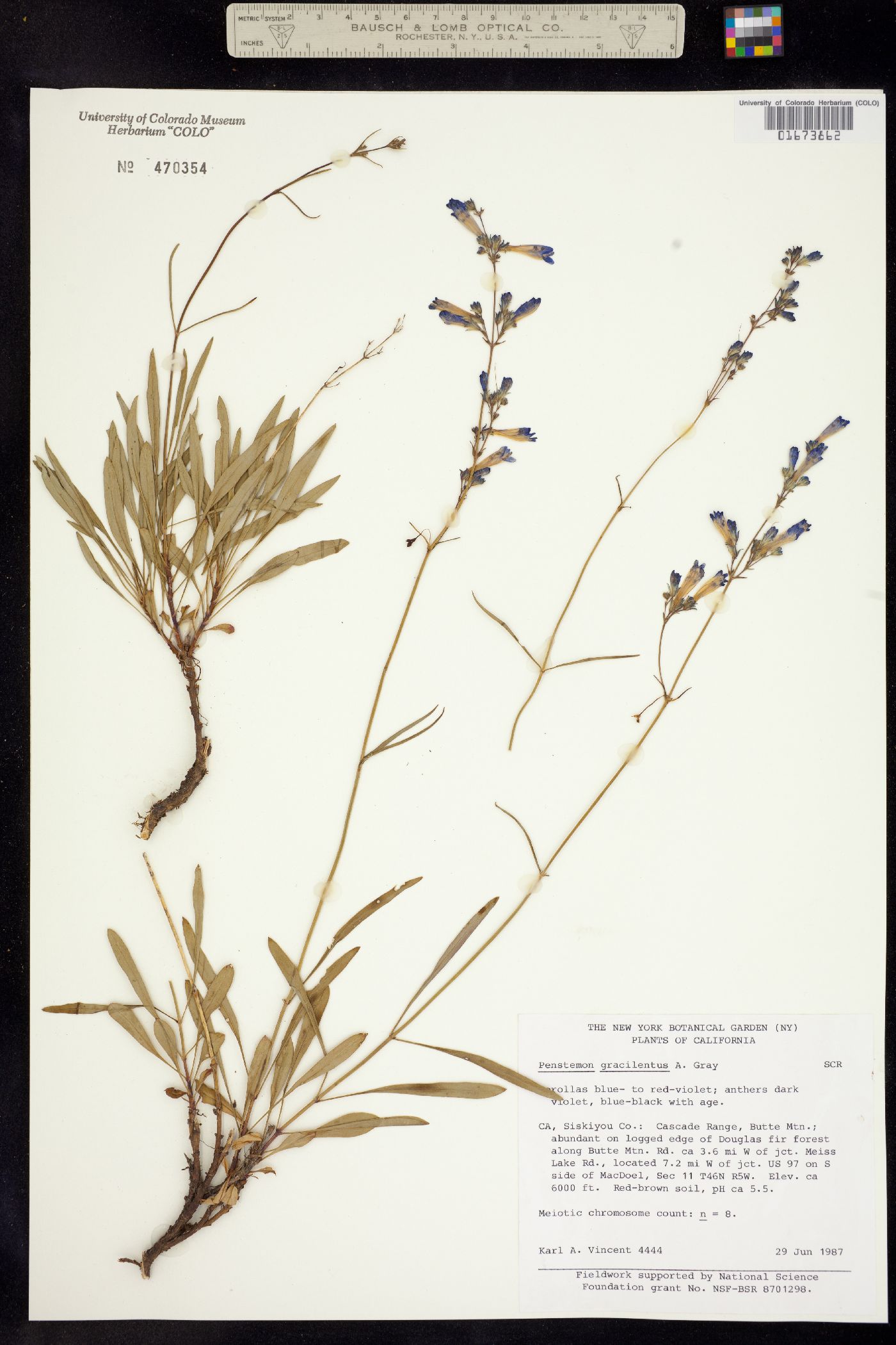 Penstemon gracilentus image
