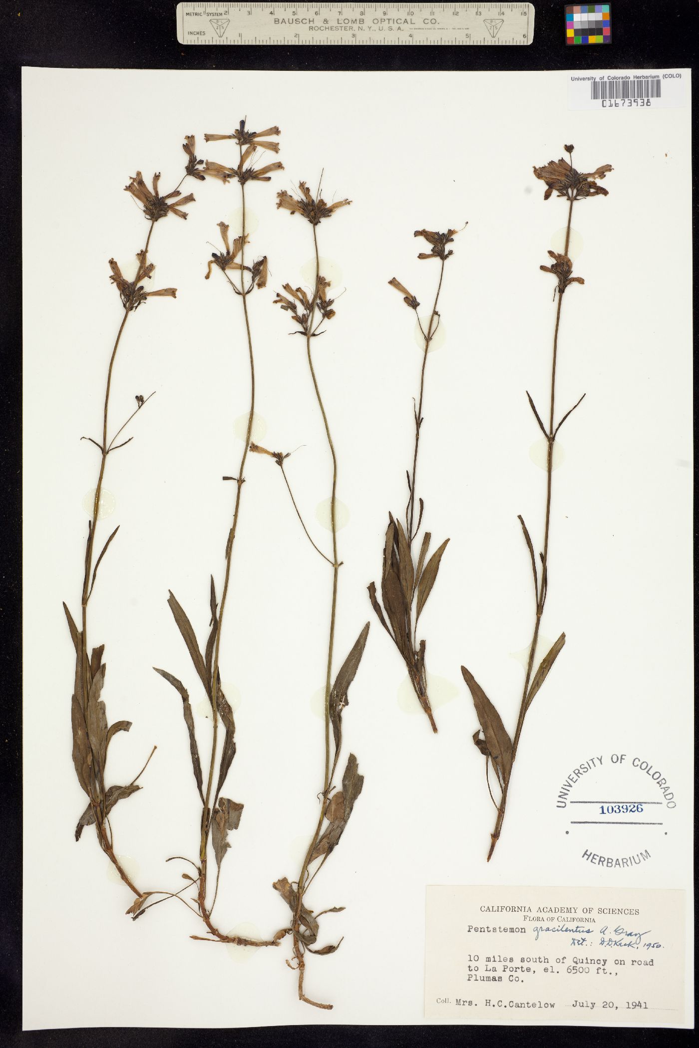 Penstemon gracilentus image