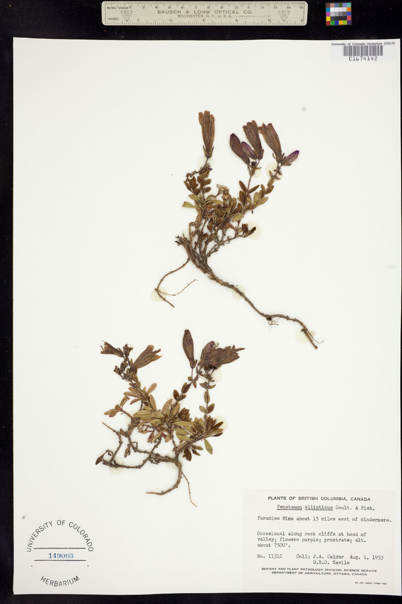 Penstemon ellipticus image