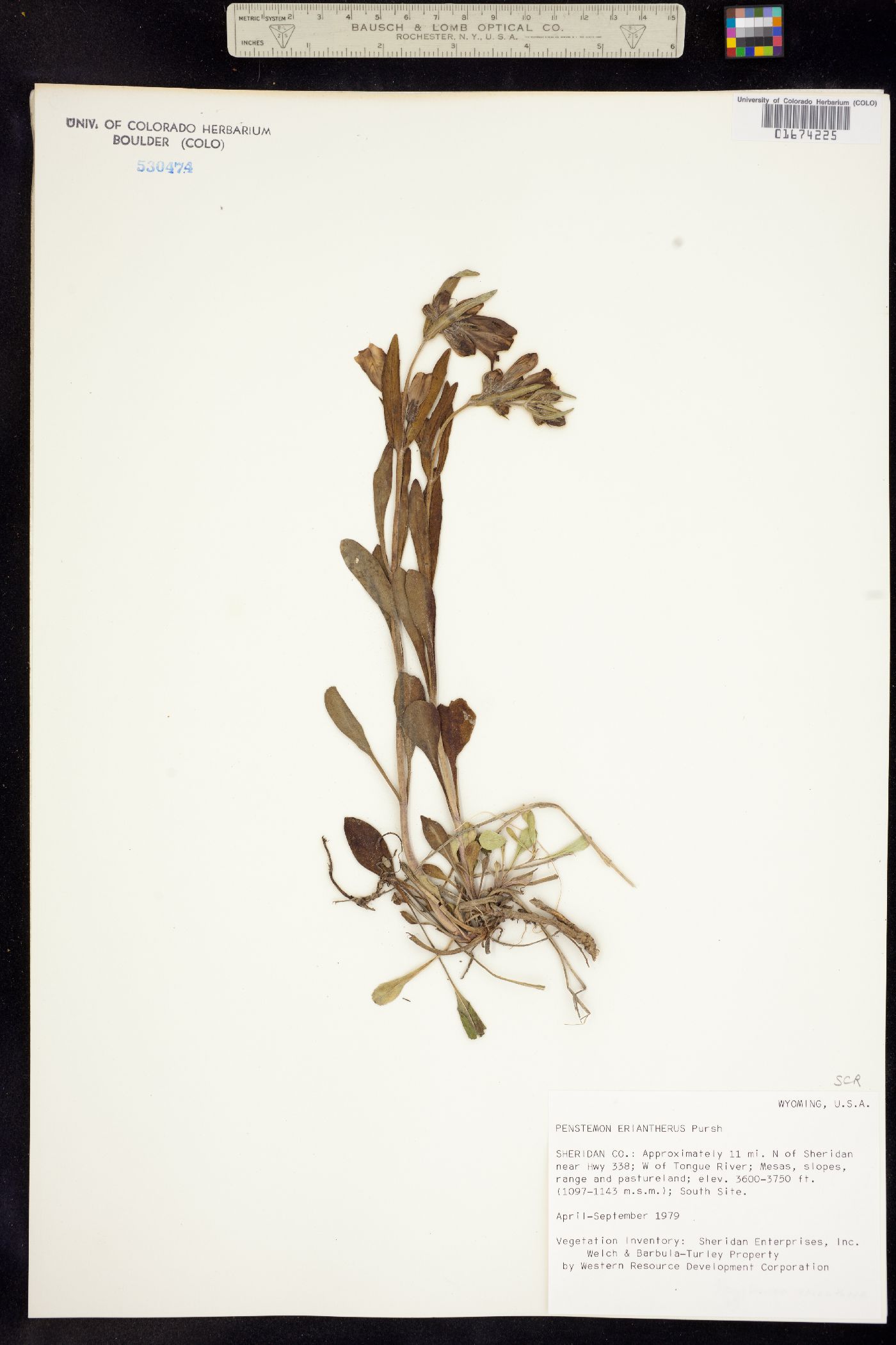 Penstemon eriantherus image