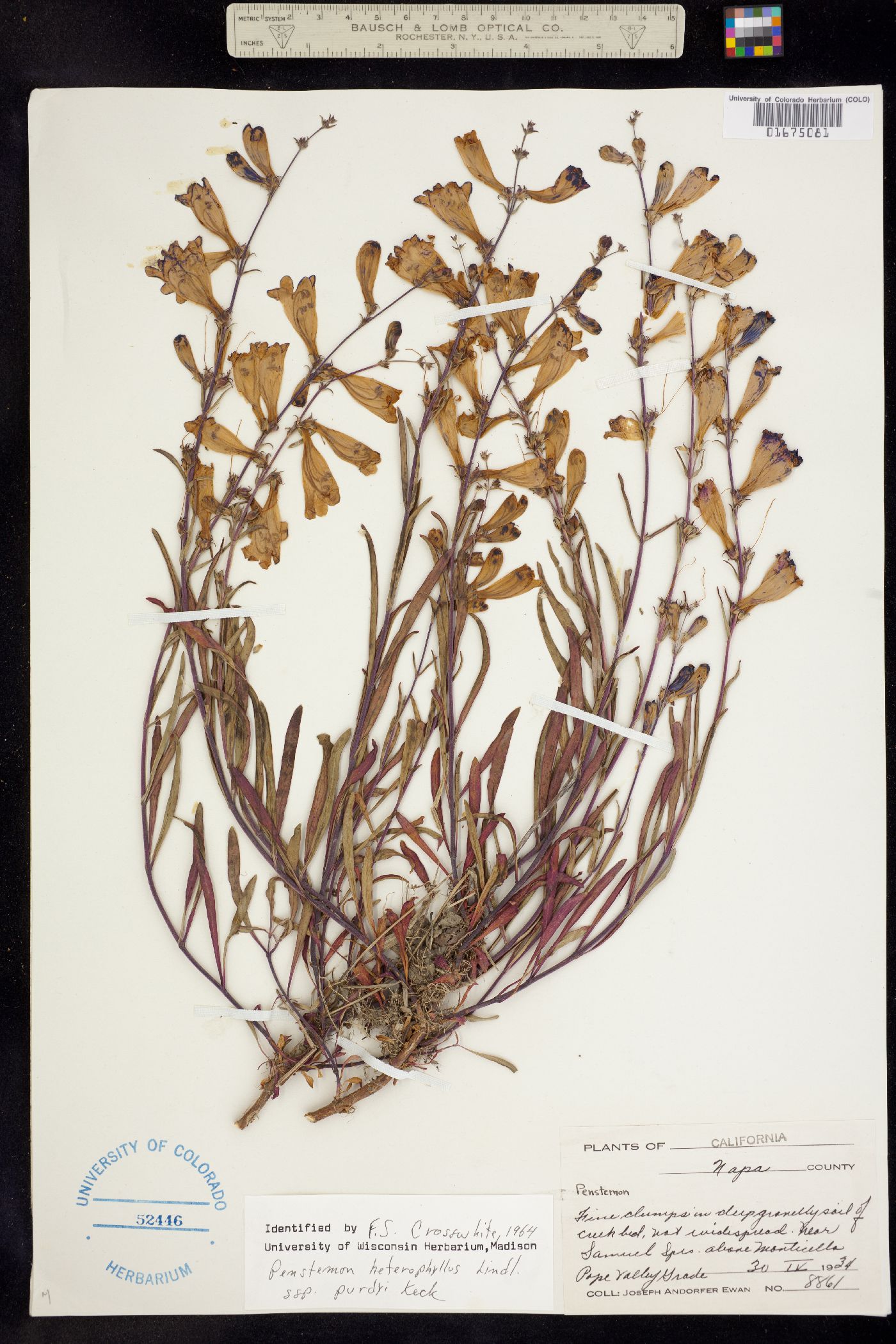 Penstemon heterophyllus image