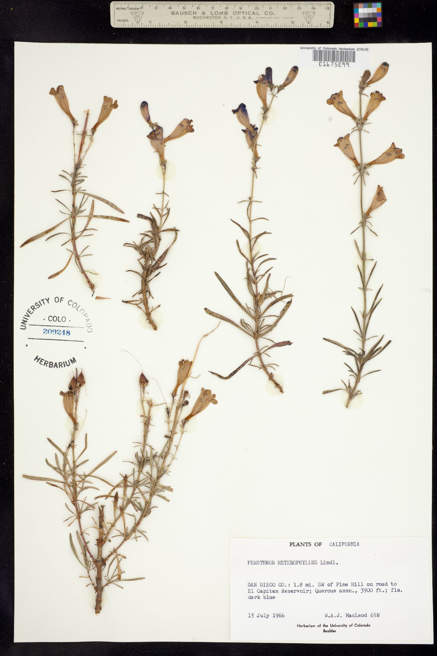 Penstemon heterophyllus image