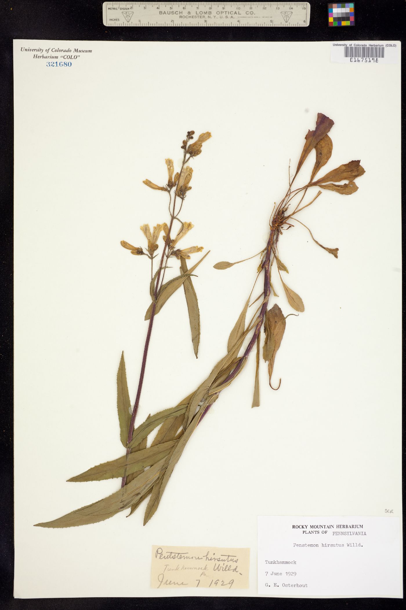 Penstemon hirsutus image