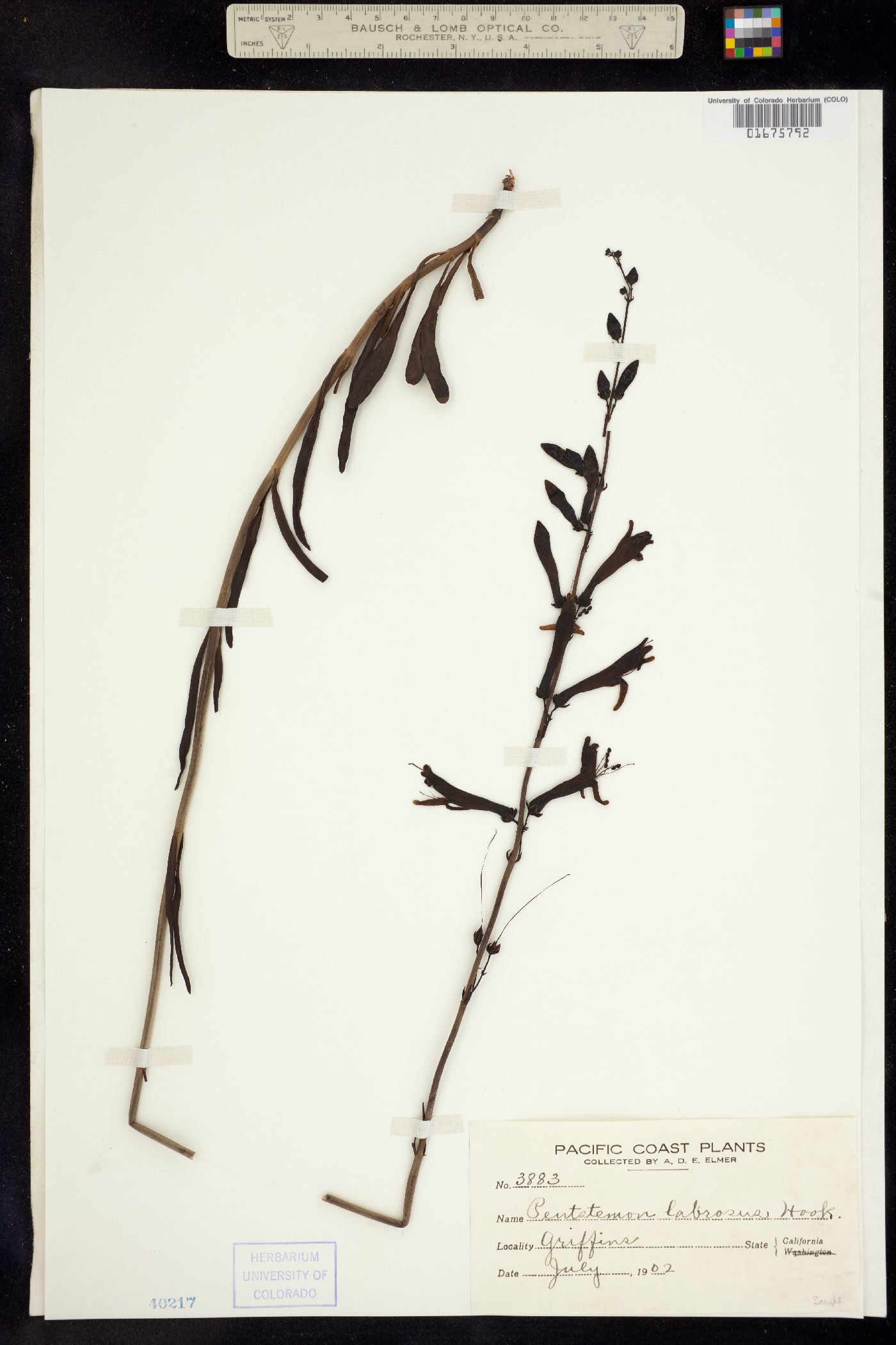 Penstemon labrosus image