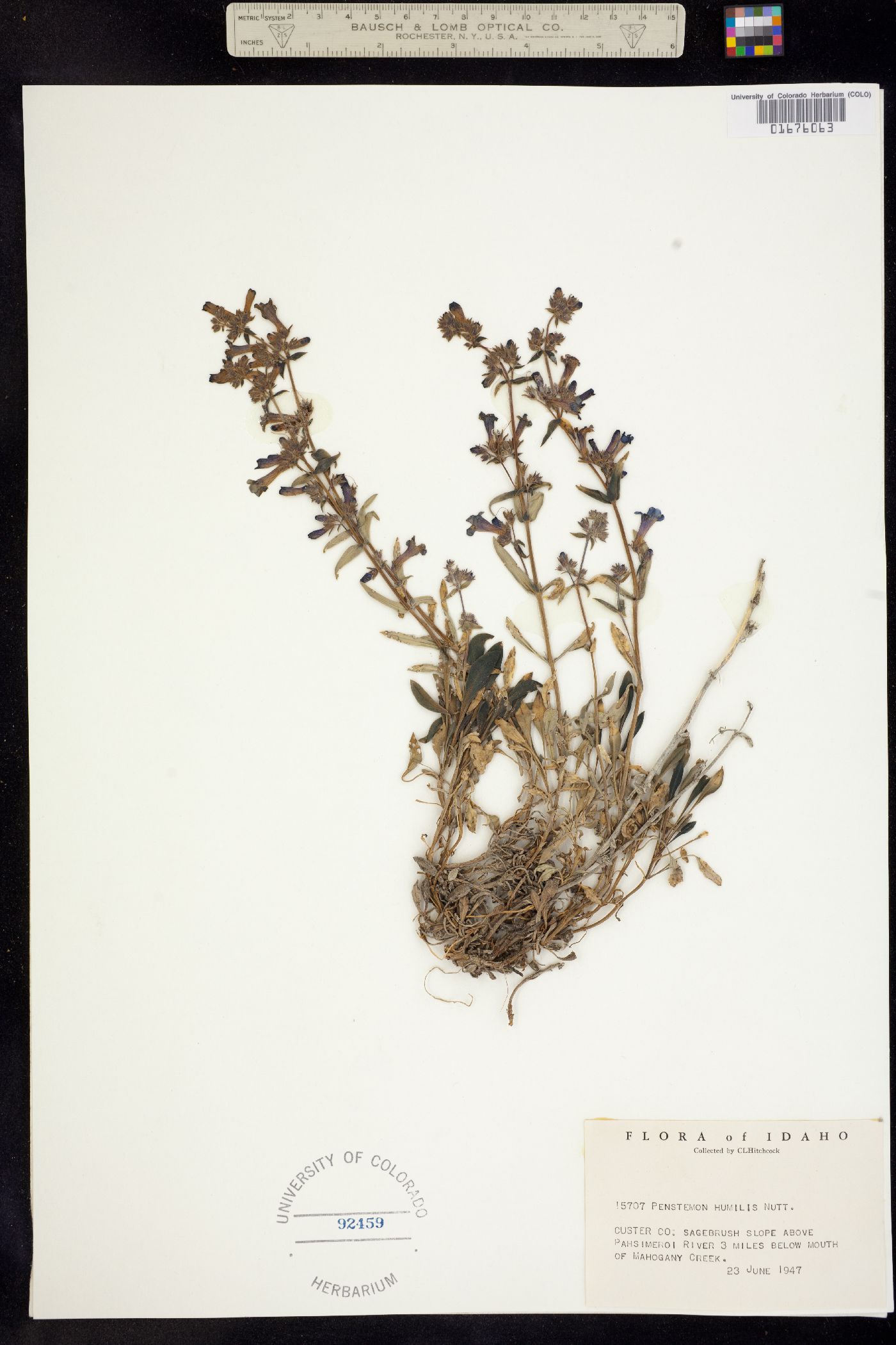 Penstemon humilis image