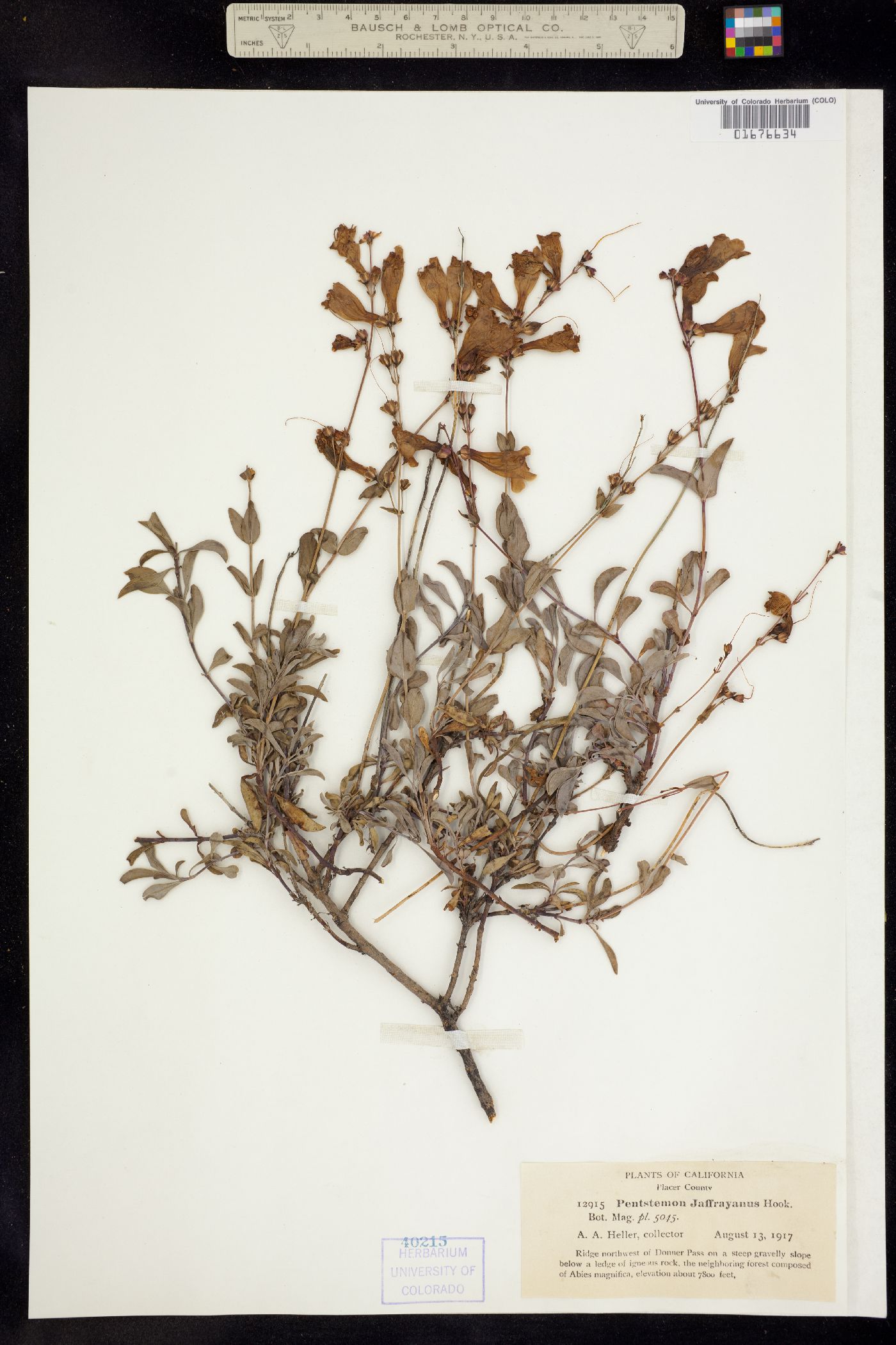 Penstemon jaffrayanus image