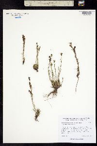 Penstemon laricifolius subsp. exilifolius image