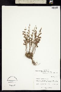 Penstemon laricifolius subsp. exilifolius image