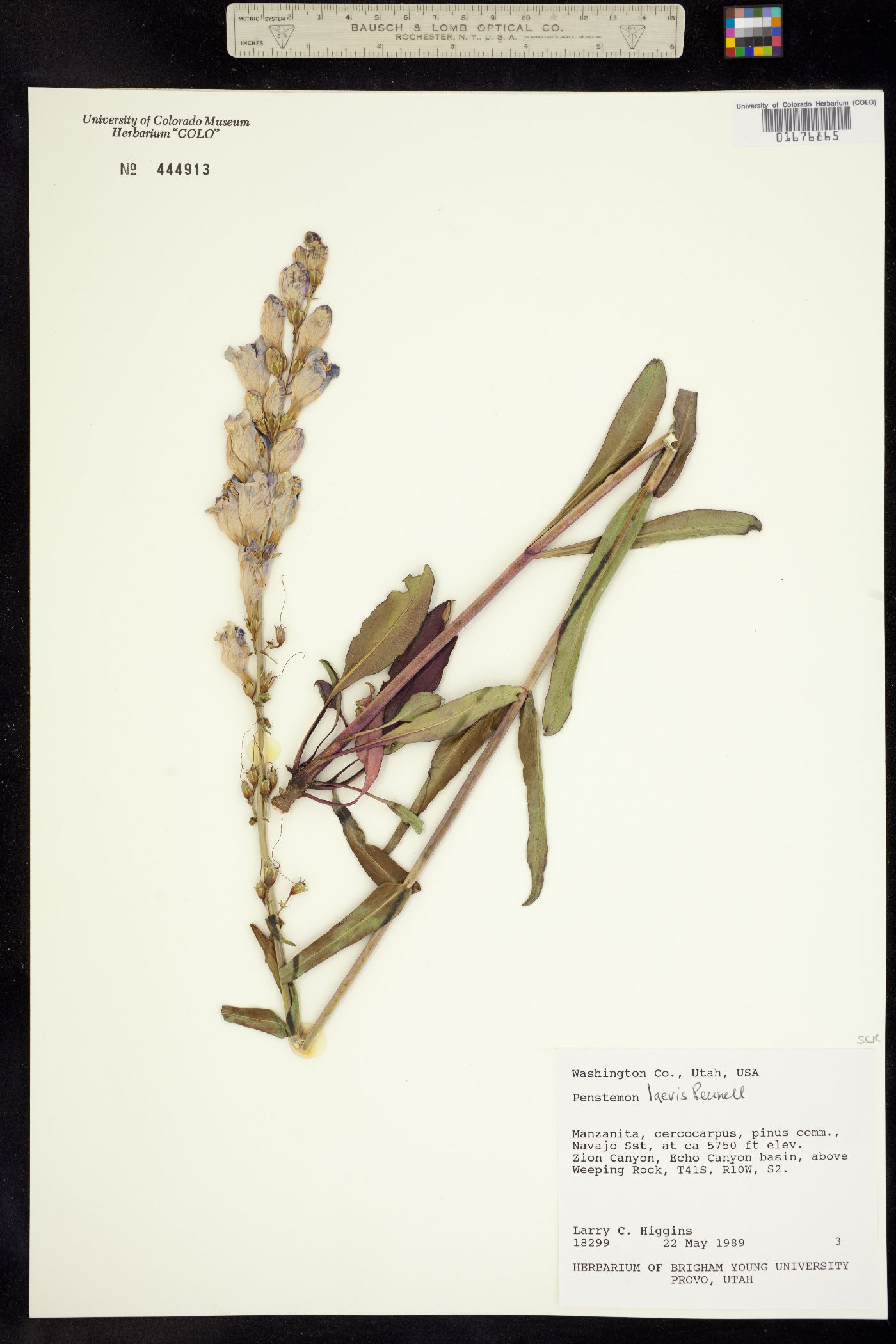 Penstemon laevis image