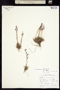 Penstemon laricifolius subsp. laricifolius image