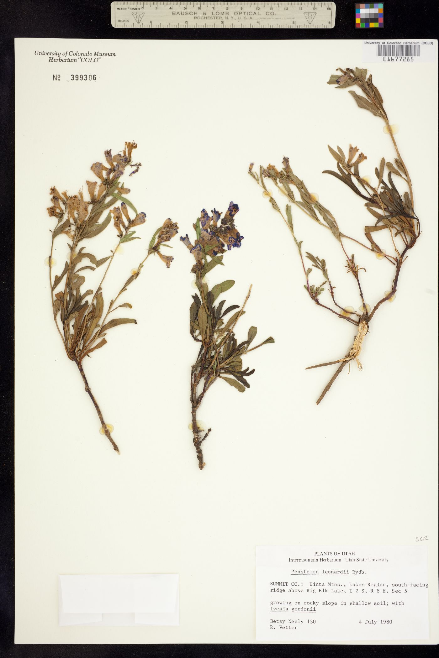 Penstemon leonardii image