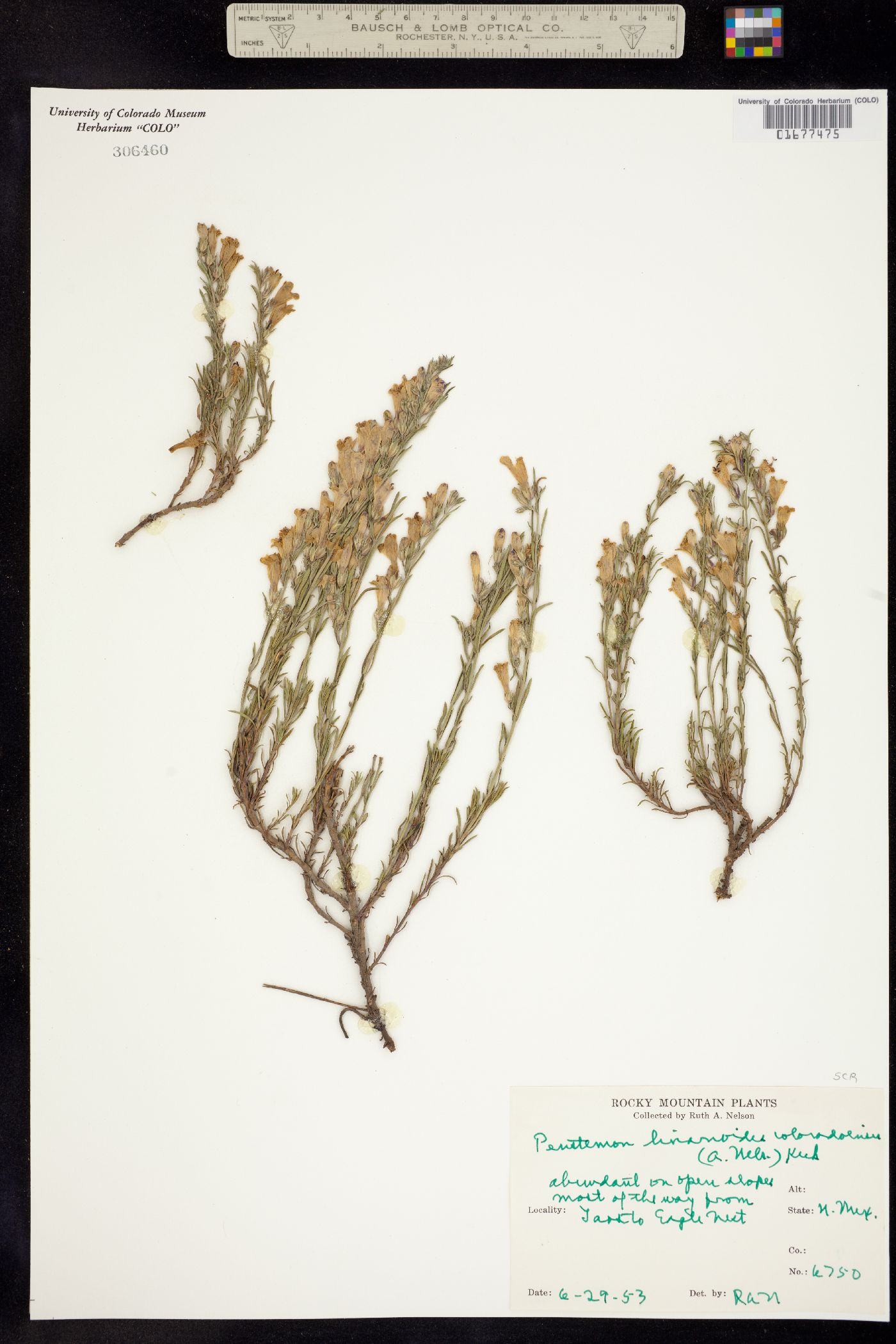 Penstemon image