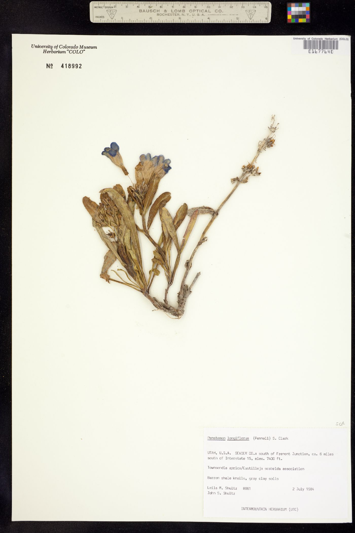 Penstemon longiflorus image