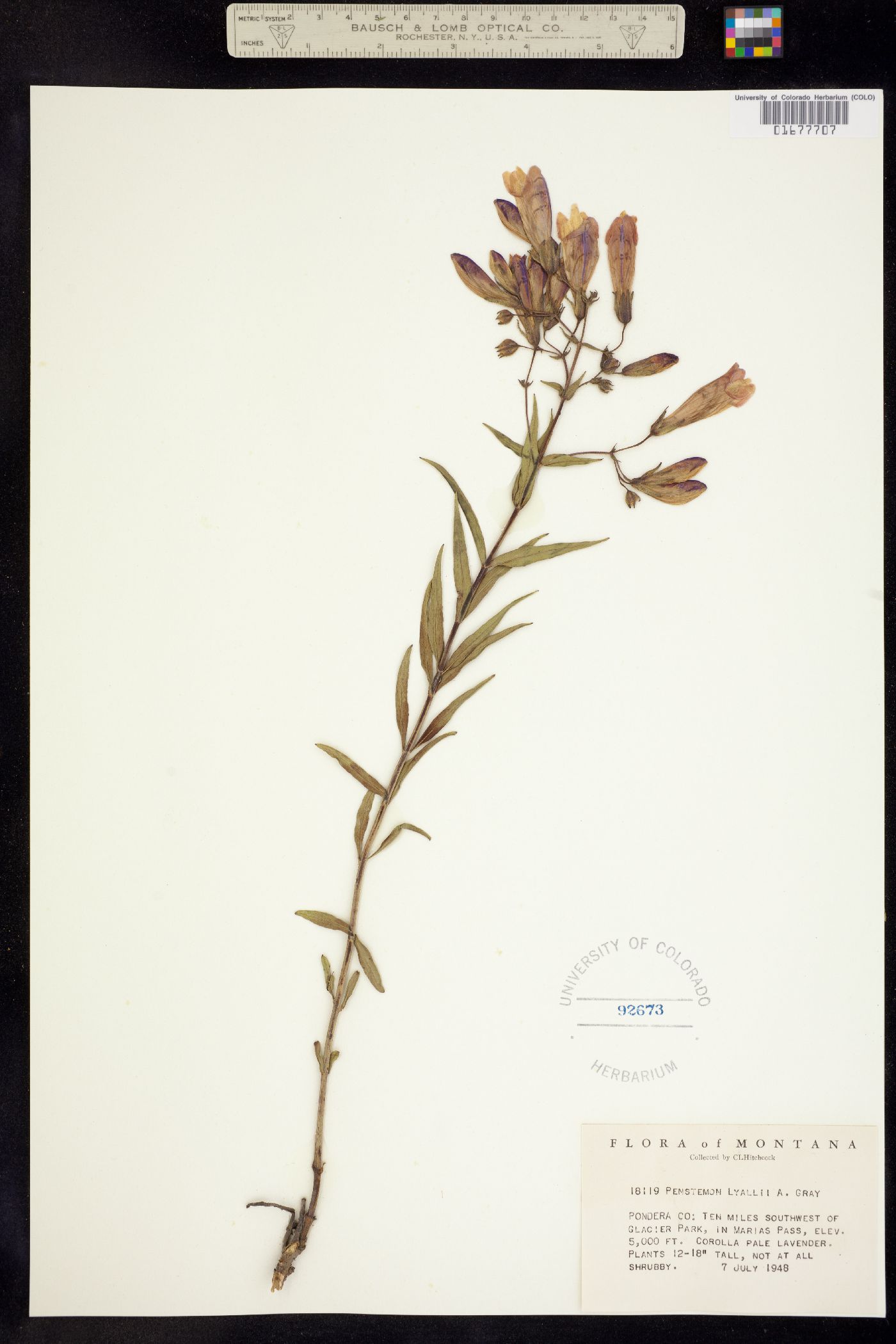 Penstemon lyallii image