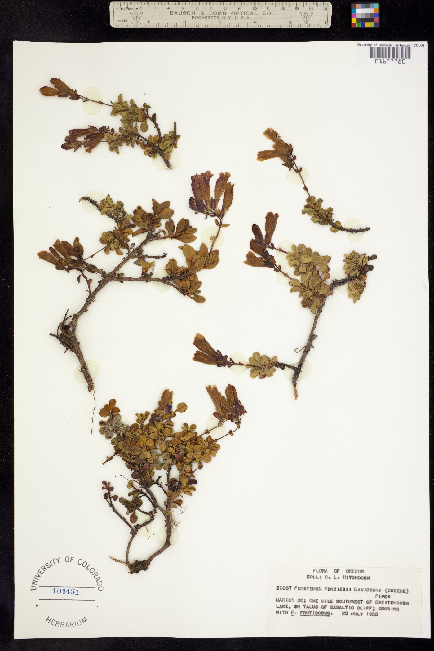 Penstemon davidsonii image