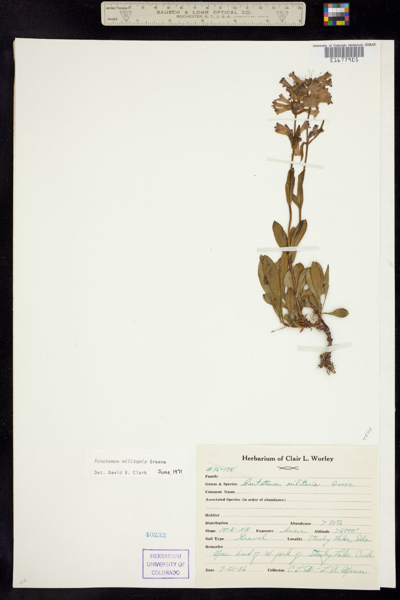 Penstemon militaris image