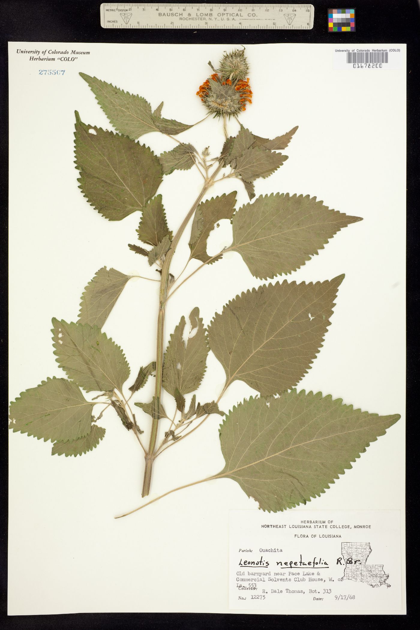 Leonotis leonurus image