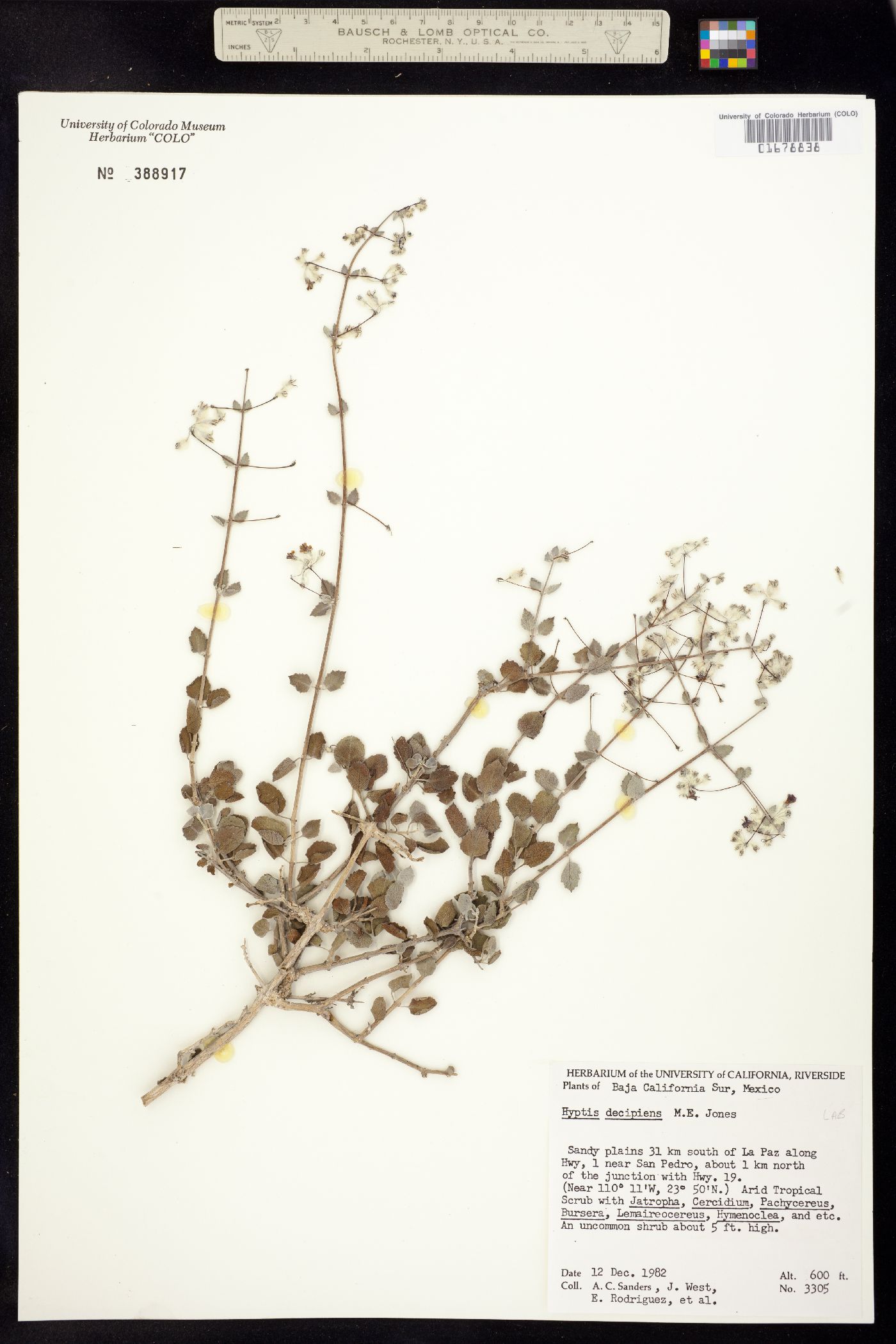 Hyptis decipiens image