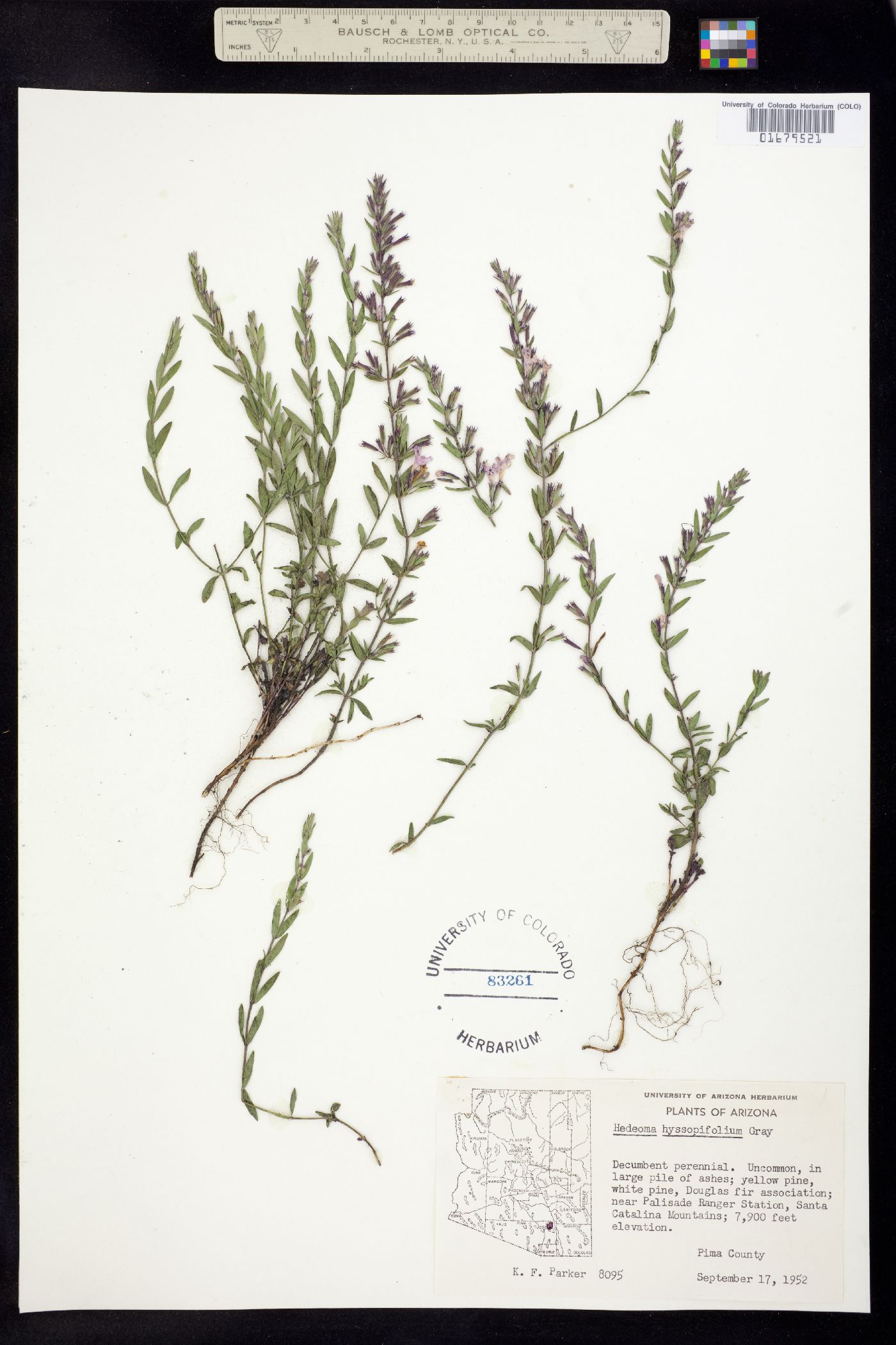 Hedeoma hyssopifolia image