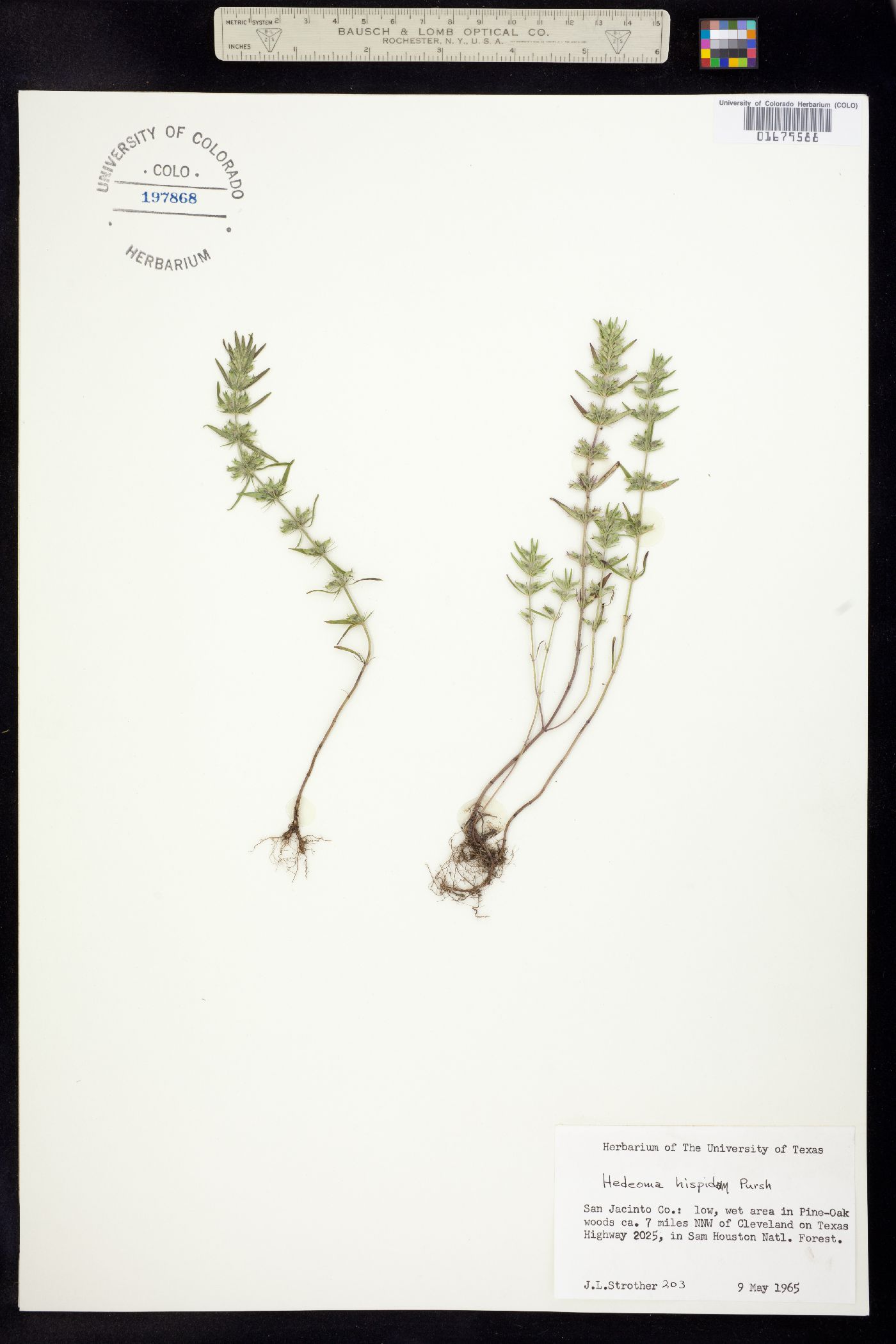 Hedeoma hispida image