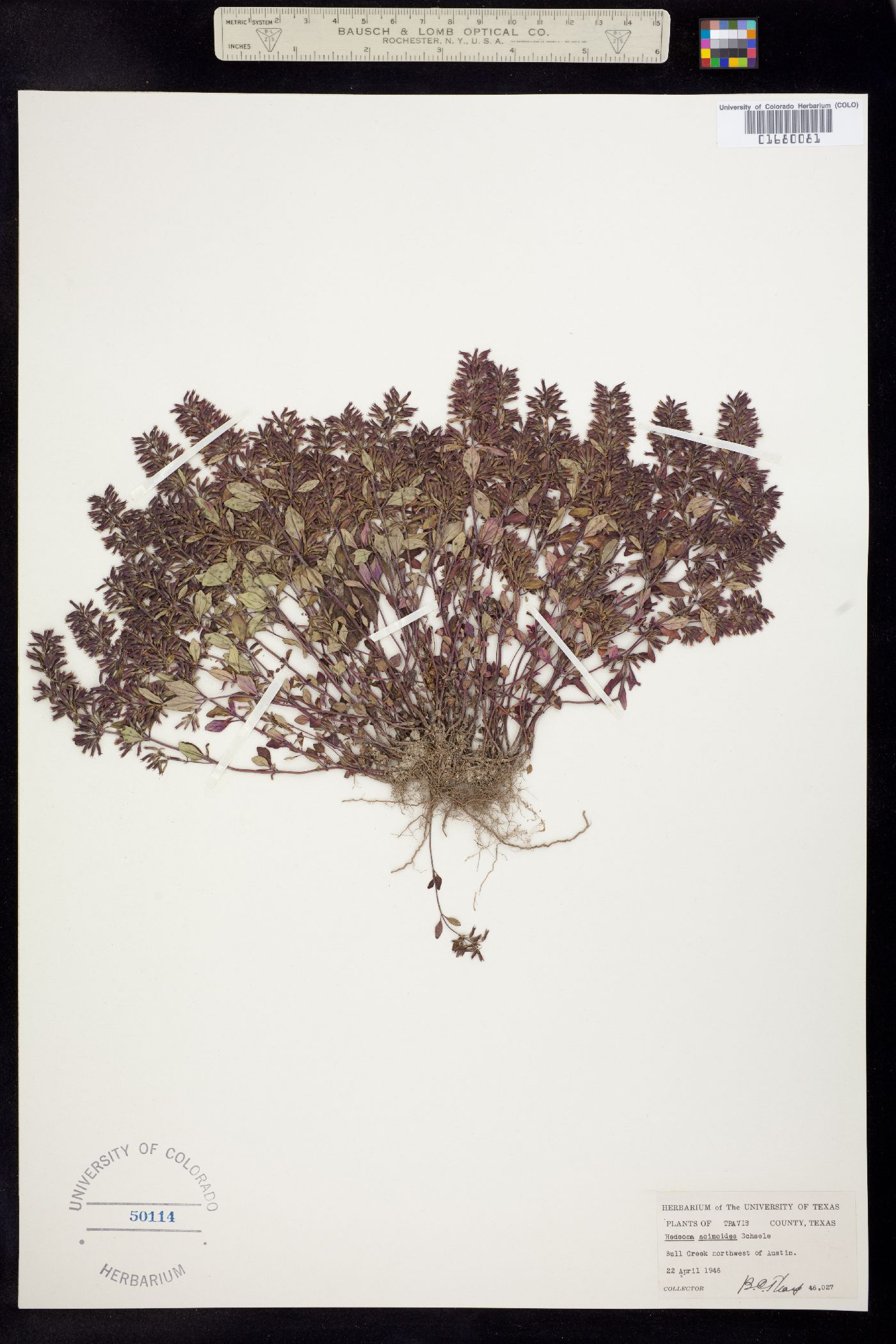 Hedeoma acinoides image