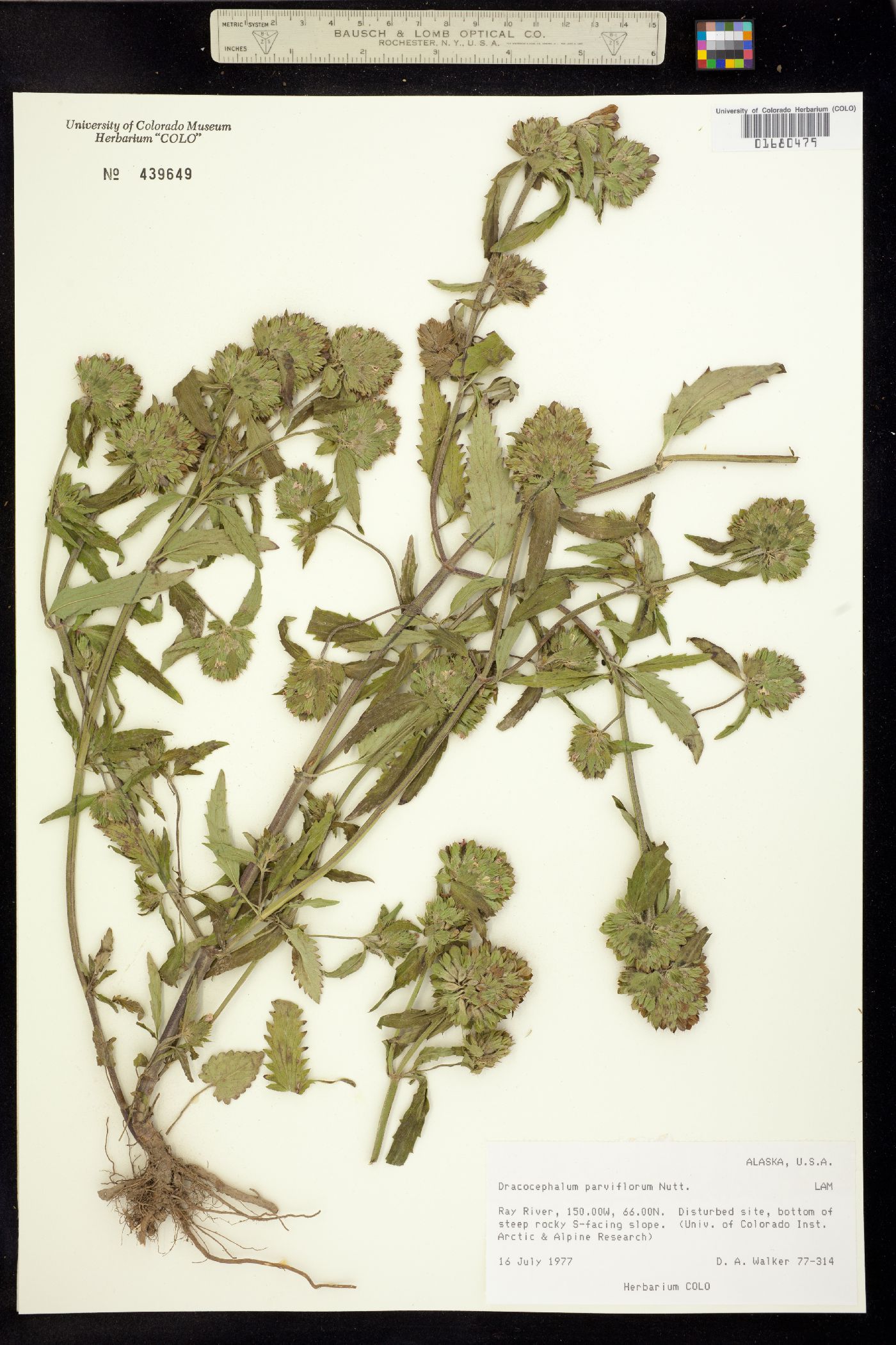 Dracocephalum parviflorum image