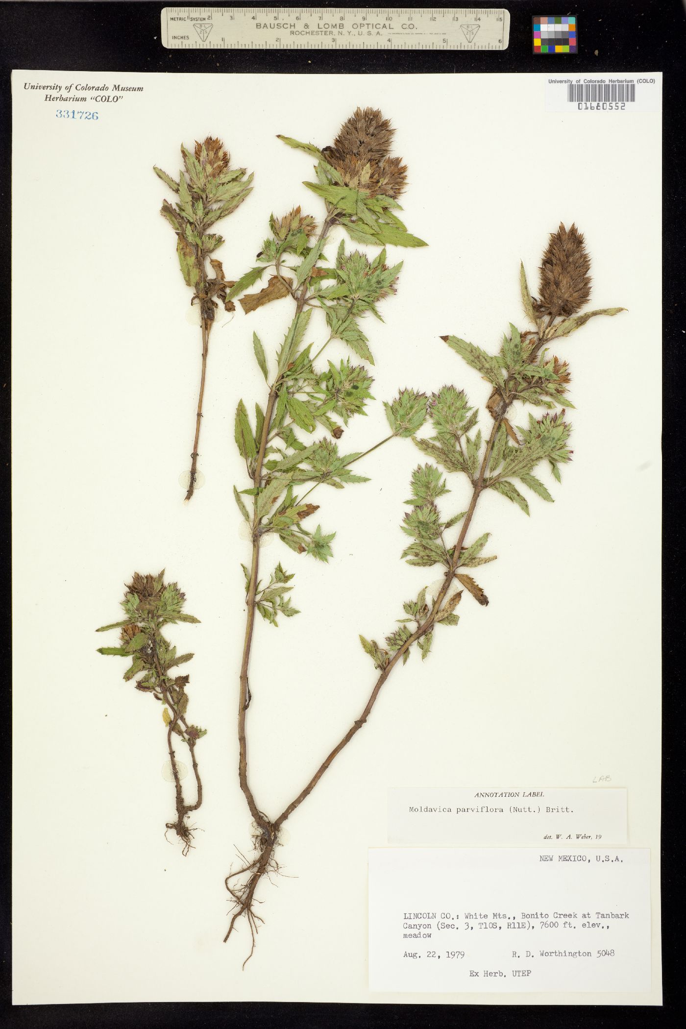 Dracocephalum image