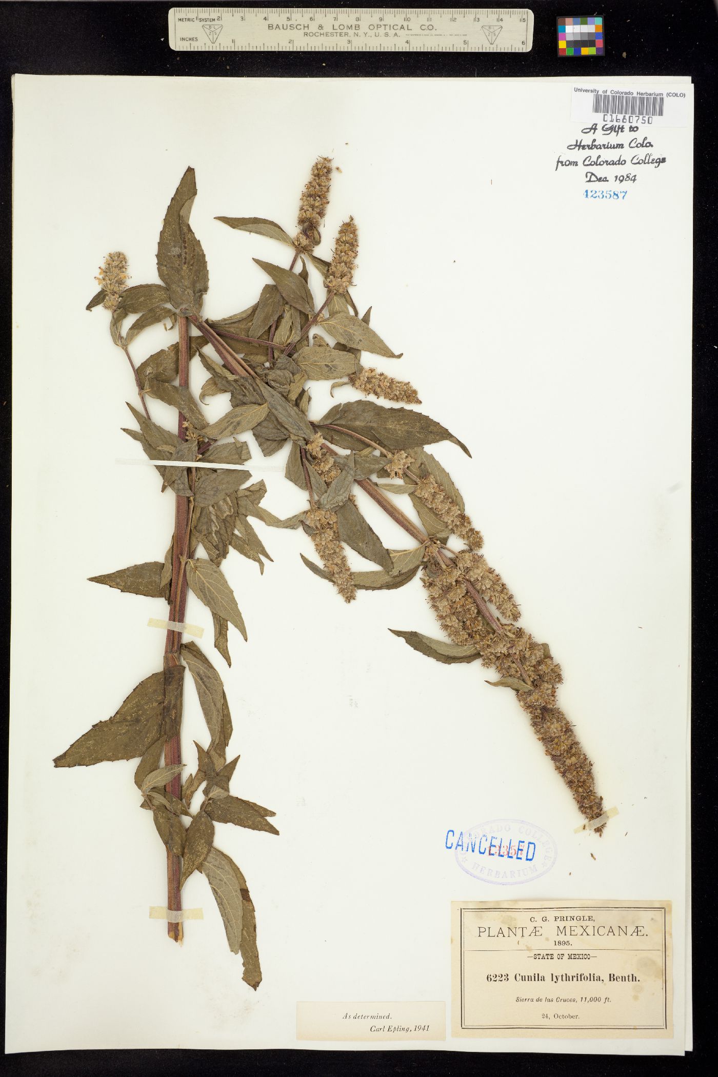 Cunila lythrifolia image