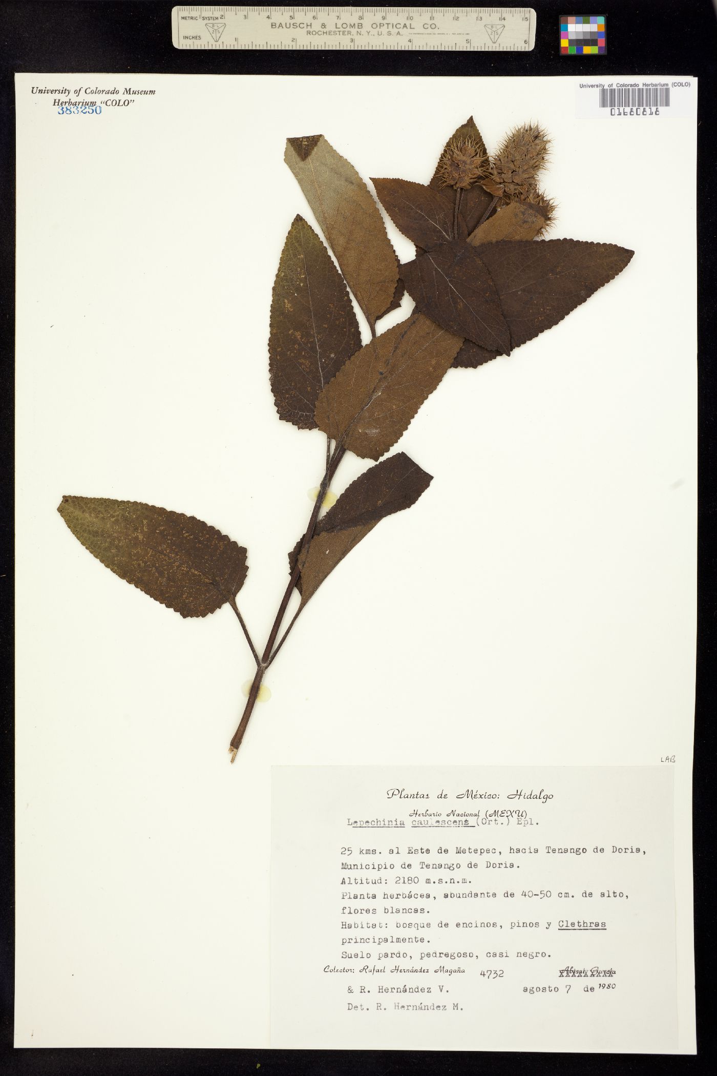 Lepechinia caulescens image