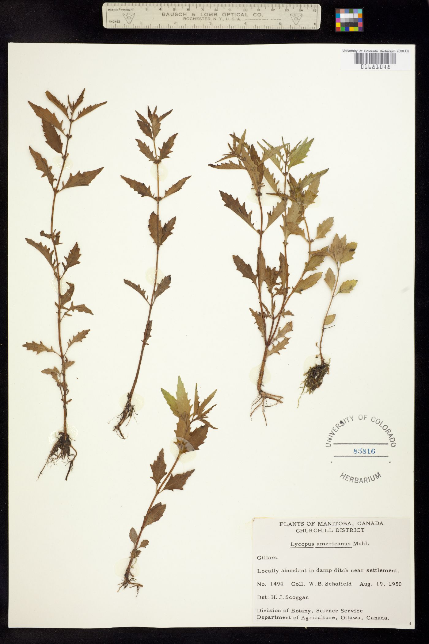 Lycopus americanus image