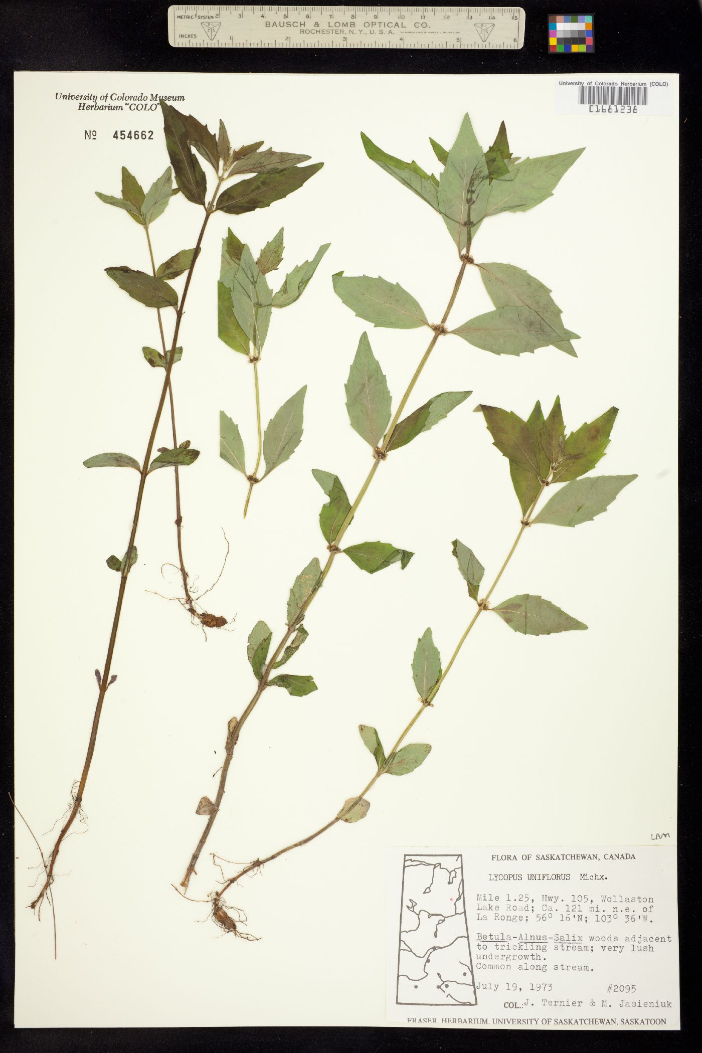 Lycopus uniflorus image