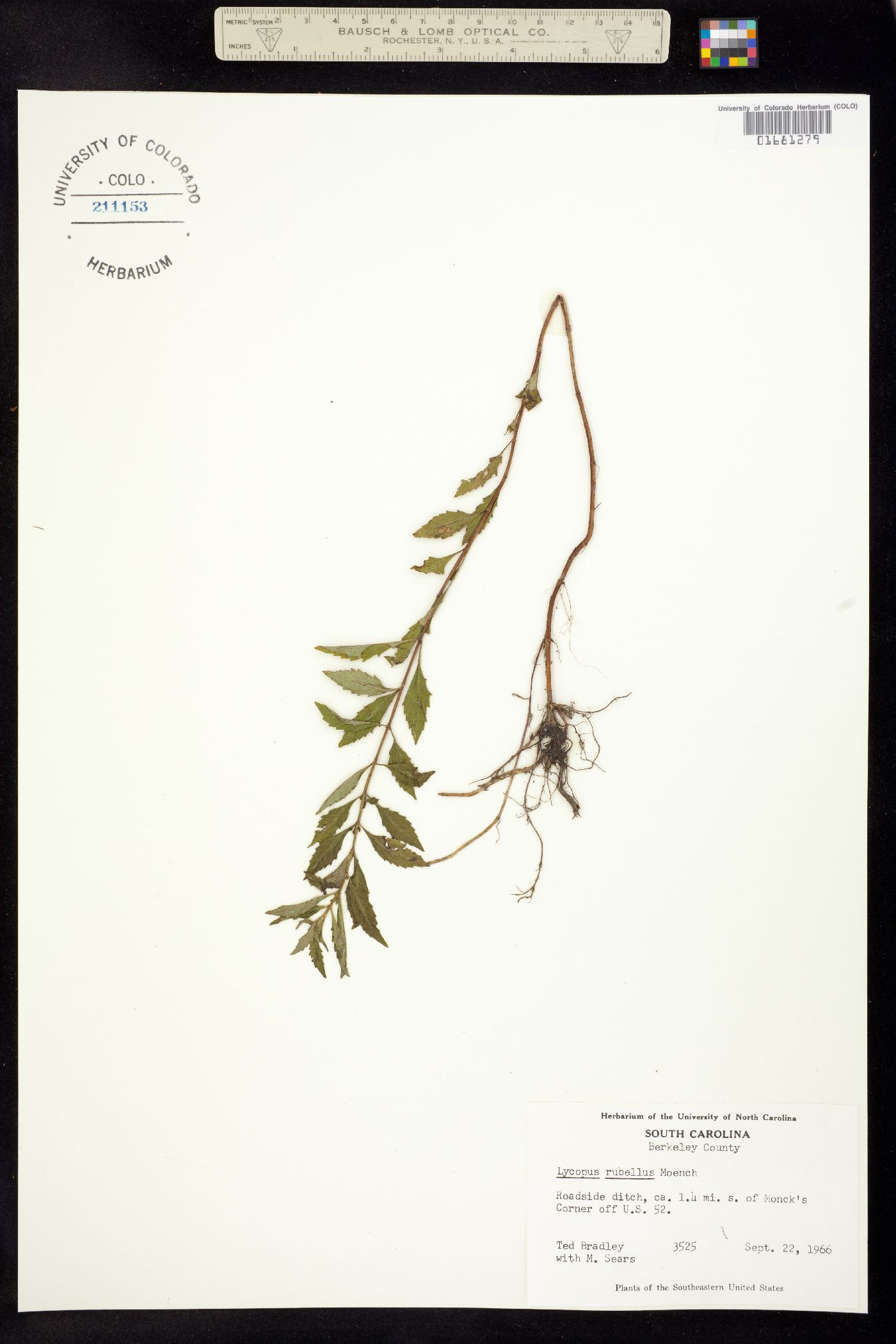 Lycopus rubellus image