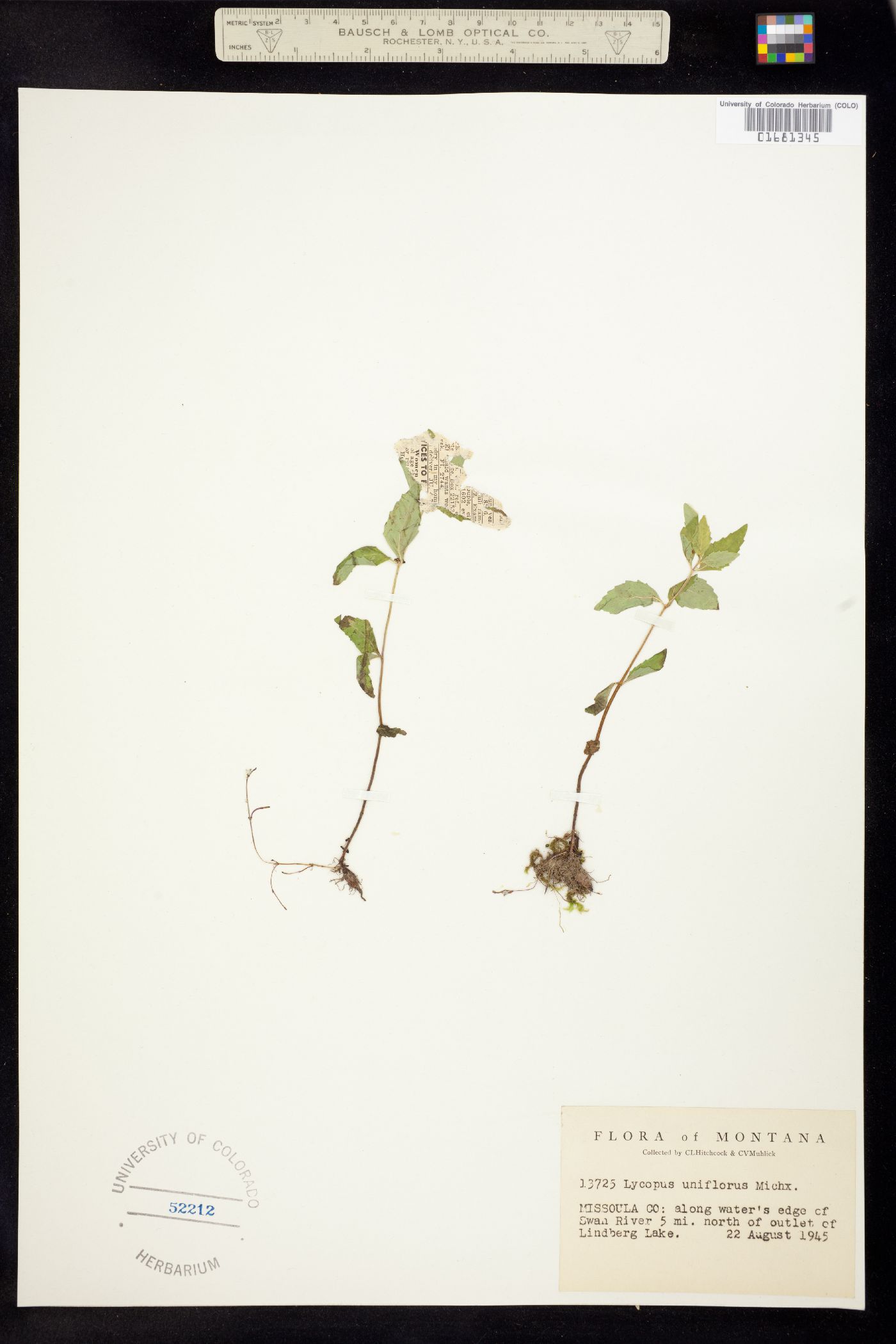 Lycopus uniflorus image