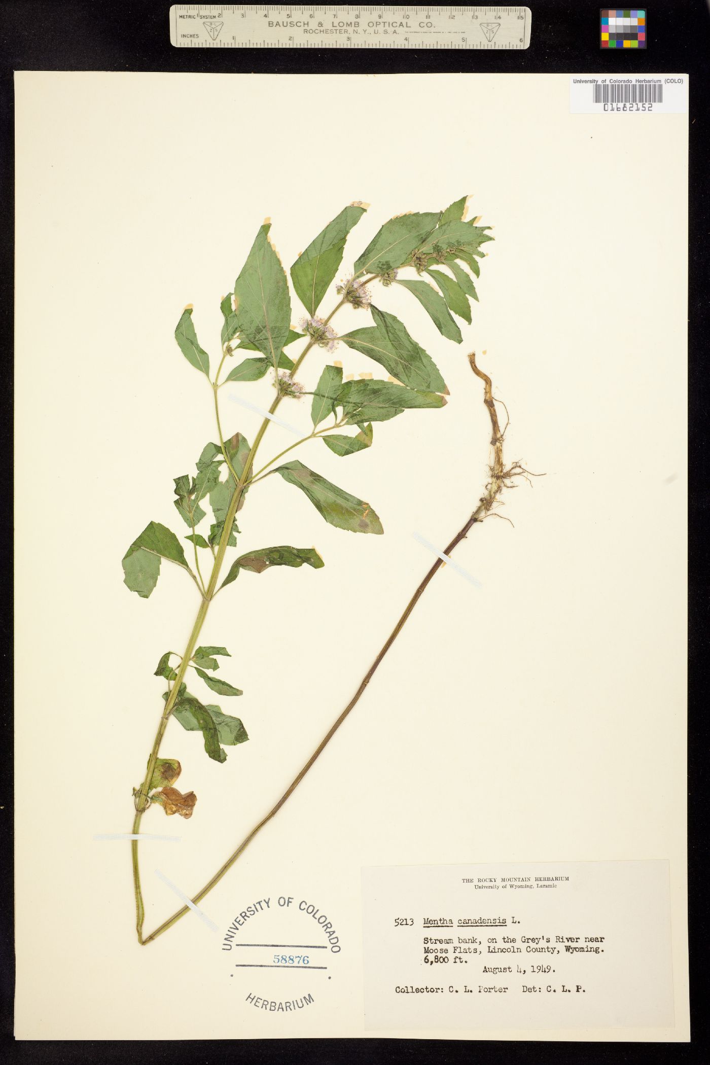 Mentha arvensis image