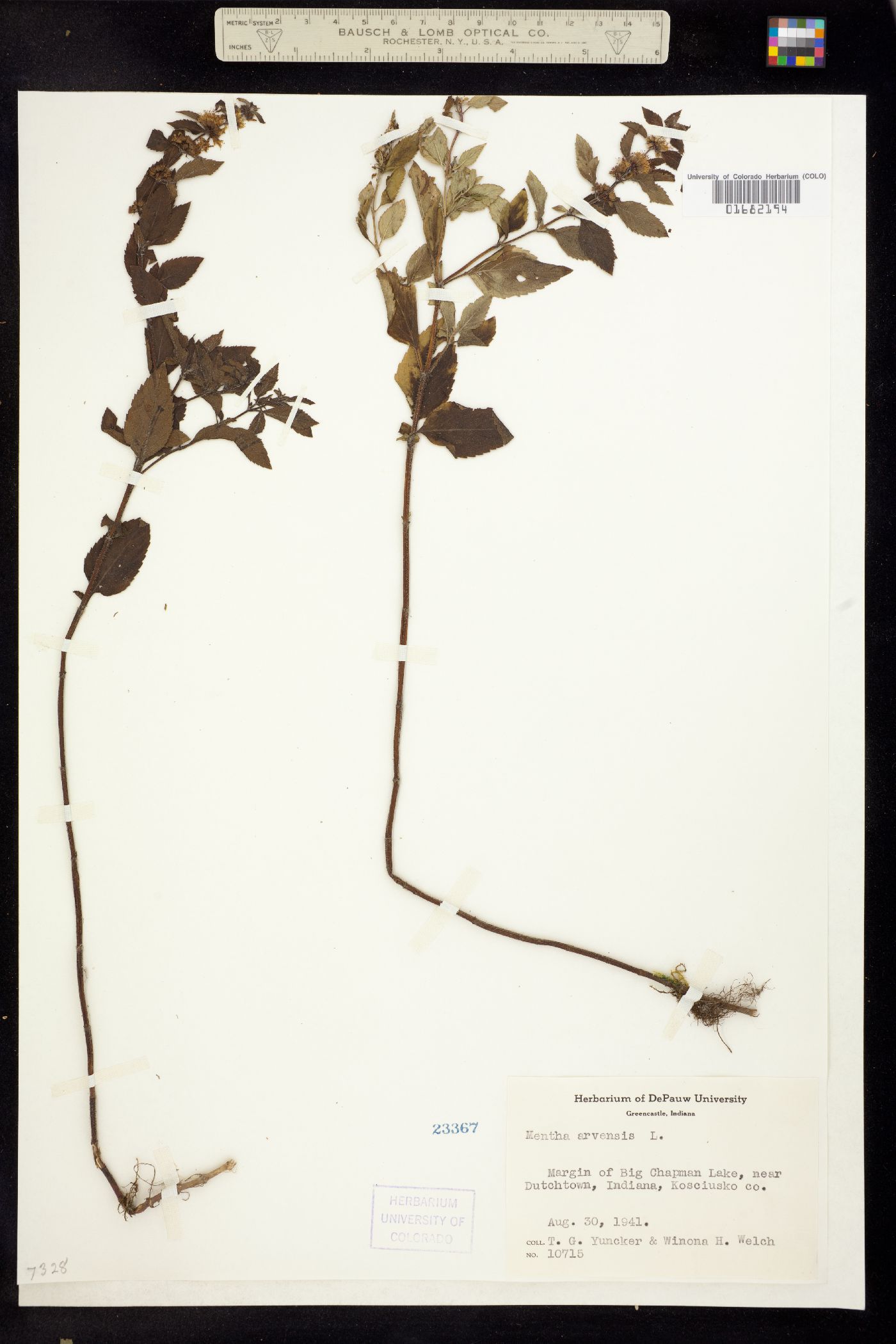 Mentha image