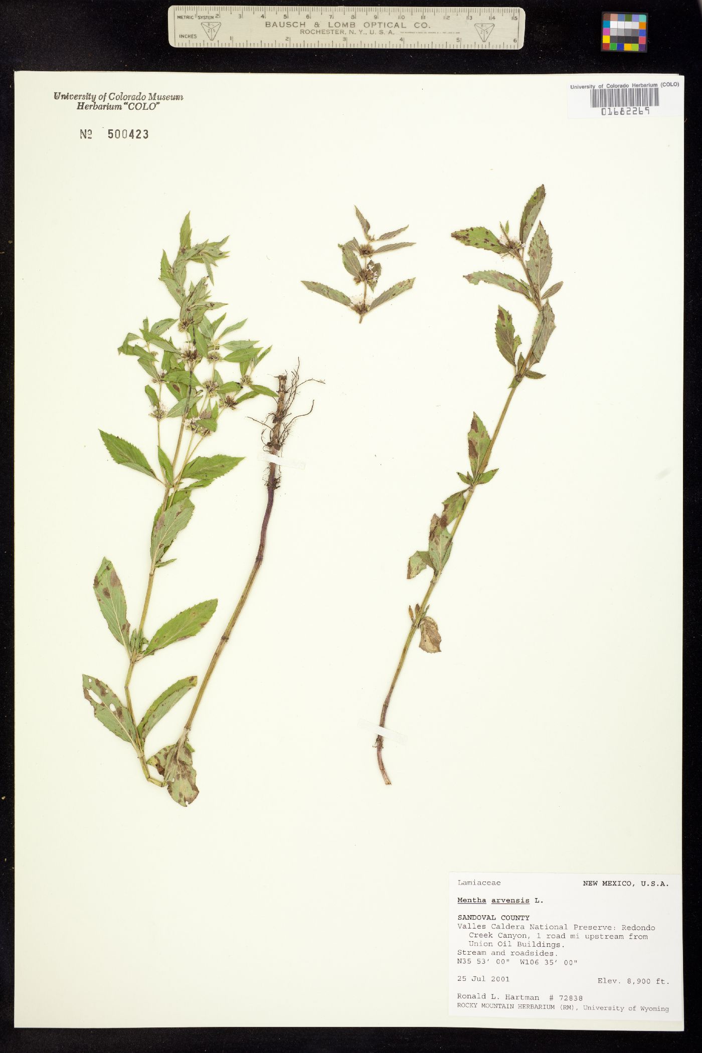 Mentha arvensis image