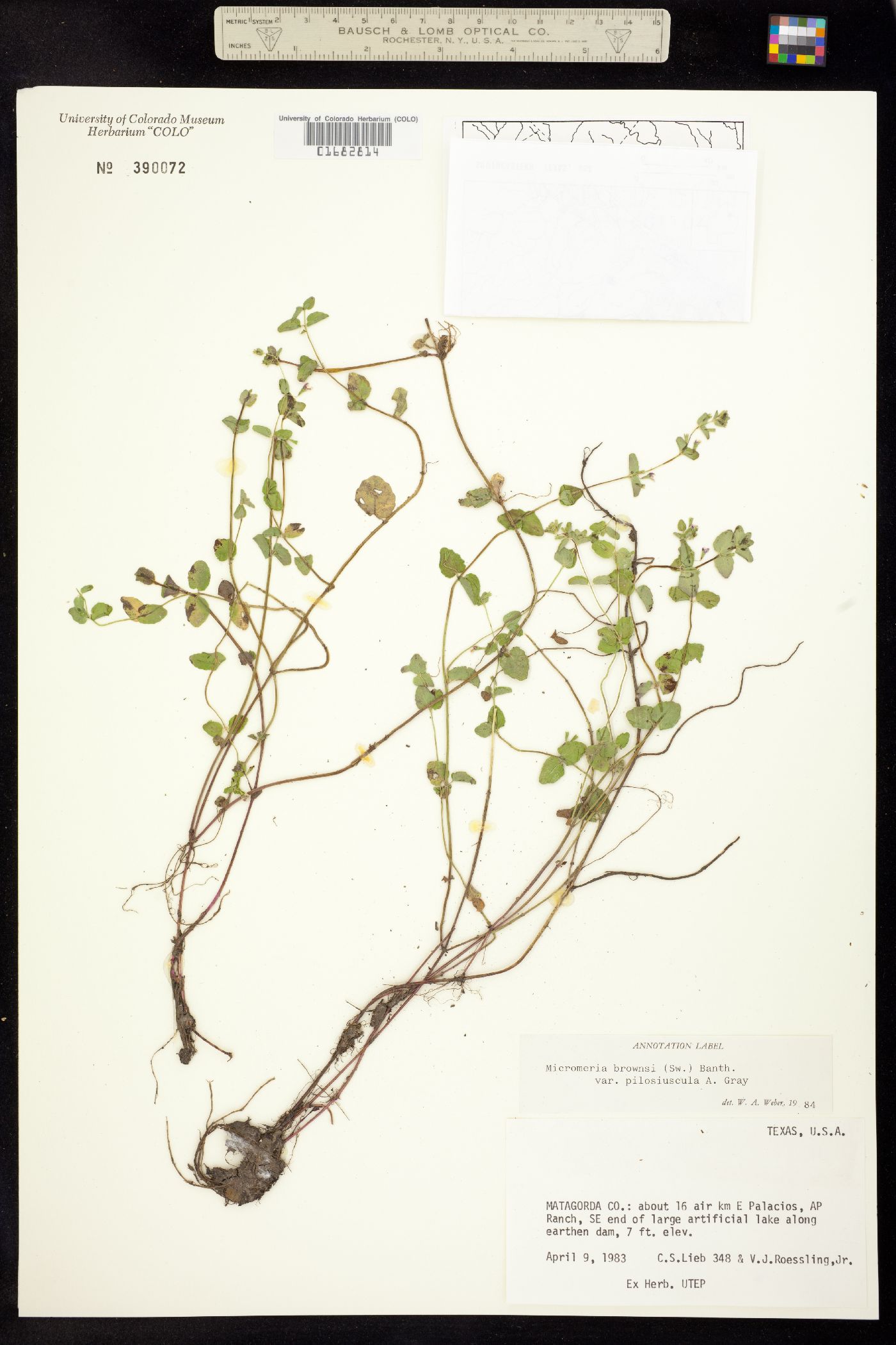 Clinopodium brownei image