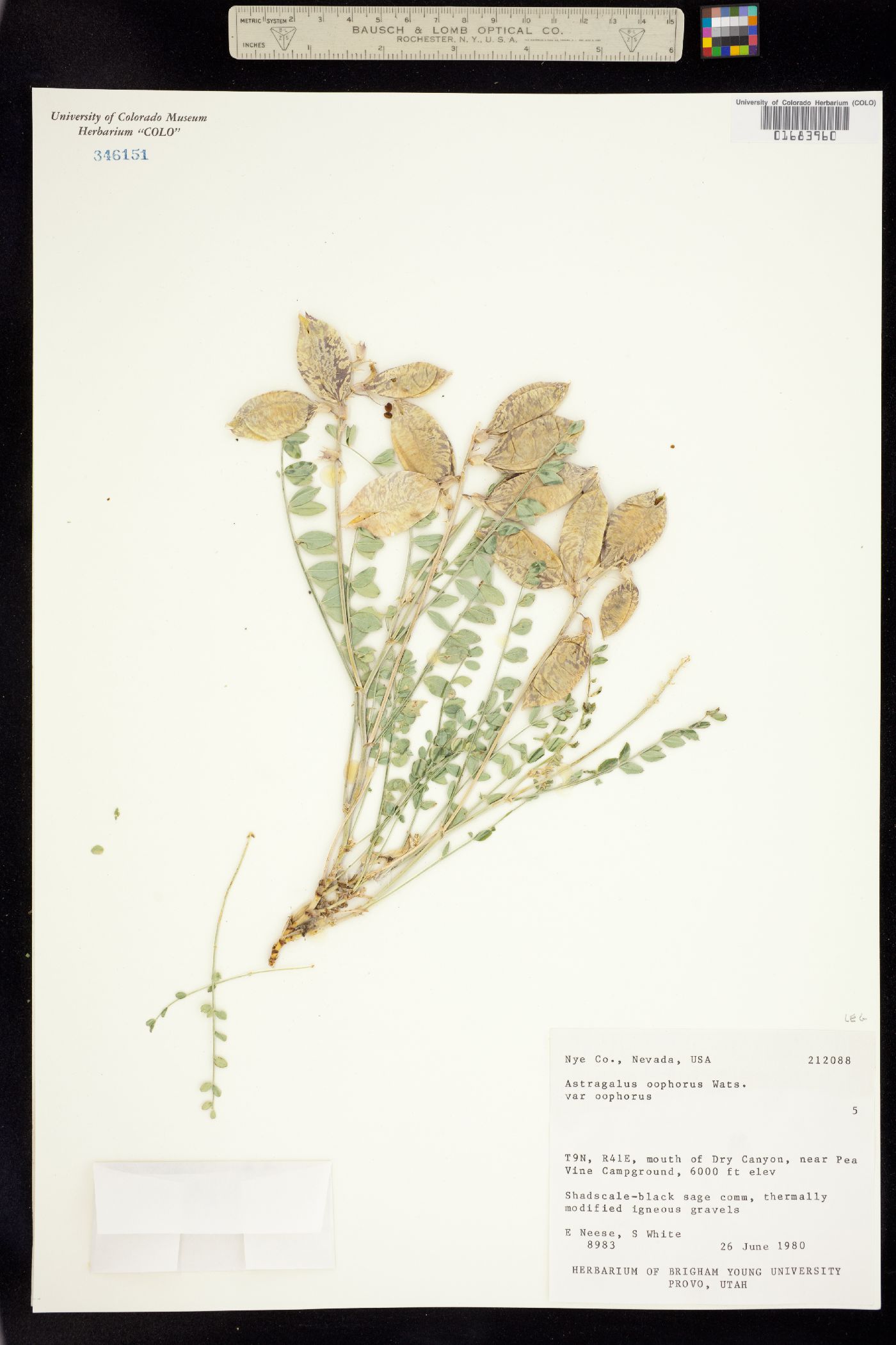 Astragalus oöphorus image