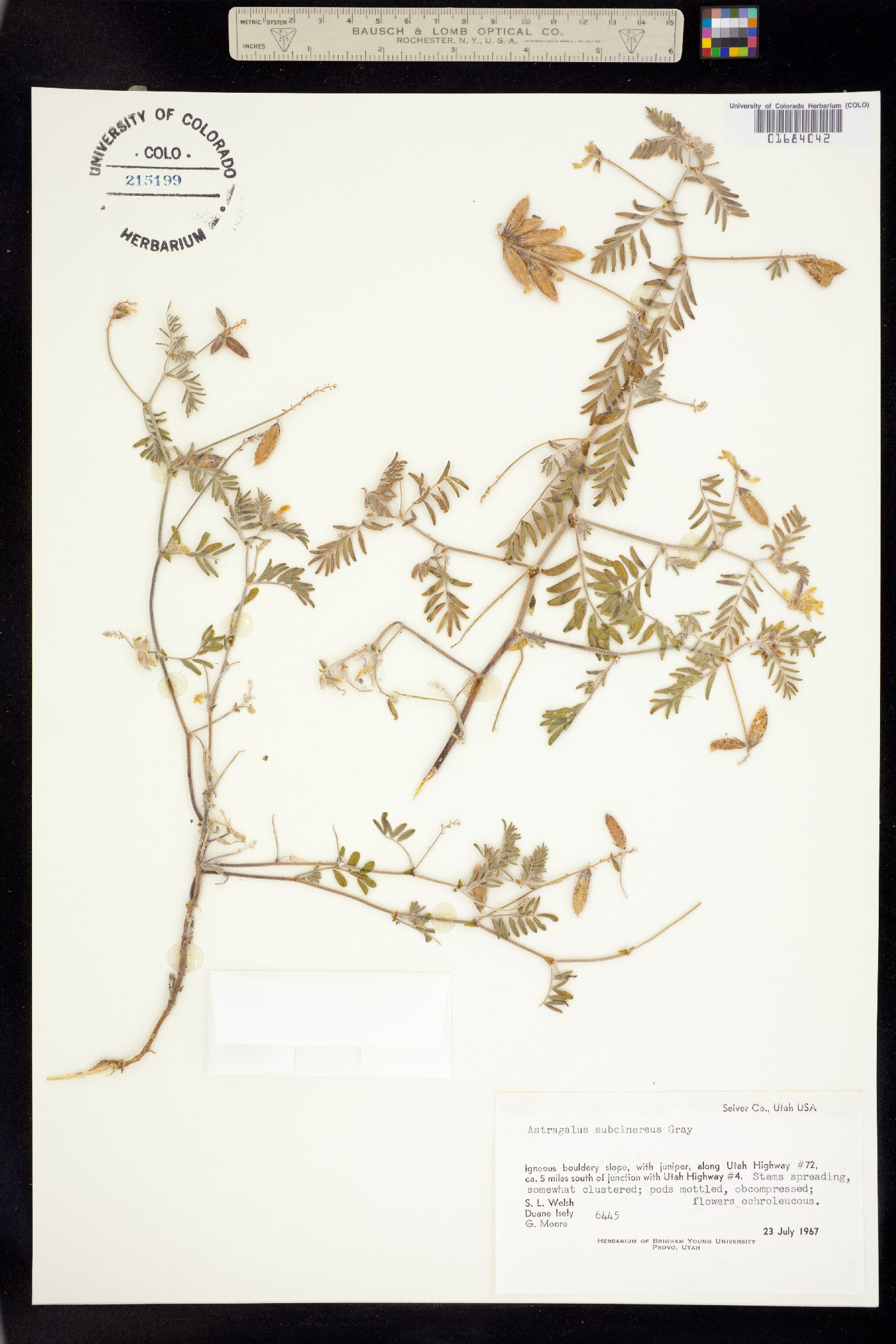 Astragalus subcinereus image