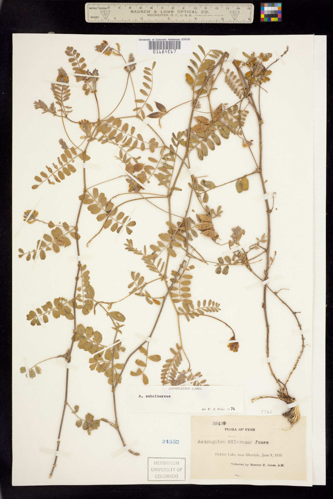Astragalus subcinereus image