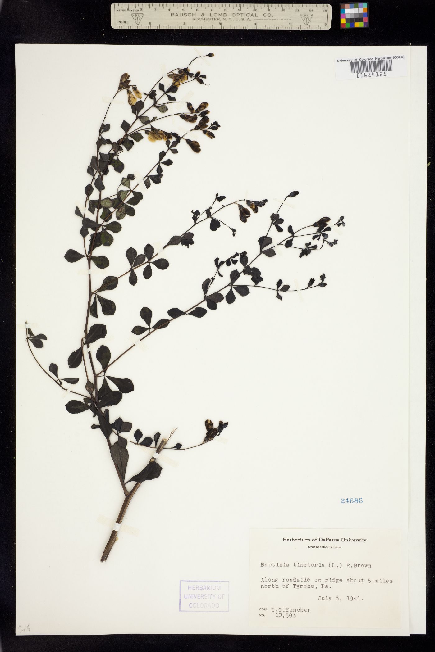 Baptisia tinctoria image
